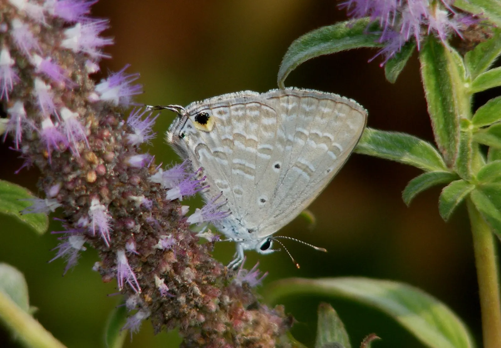 Forget-Me-Not (Myosotis Alpestris) — perennial with blue blooms; with blossoms that span approximately half an inch across, image 139