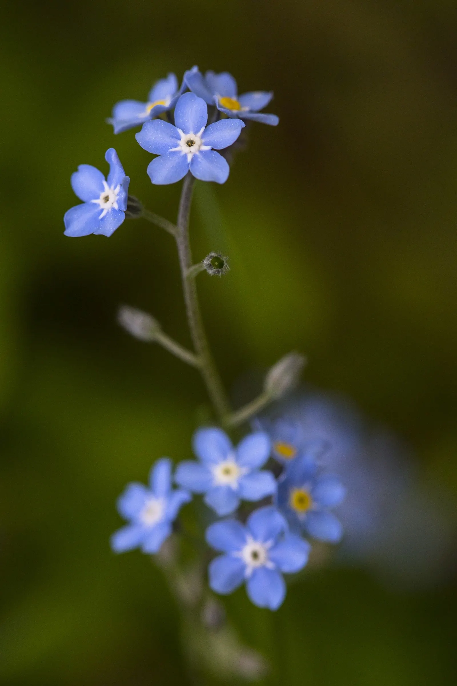 Forget-Me-Not (Myosotis Alpestris) — This plant typically flowers from late spring to early summer; perennial for full or half