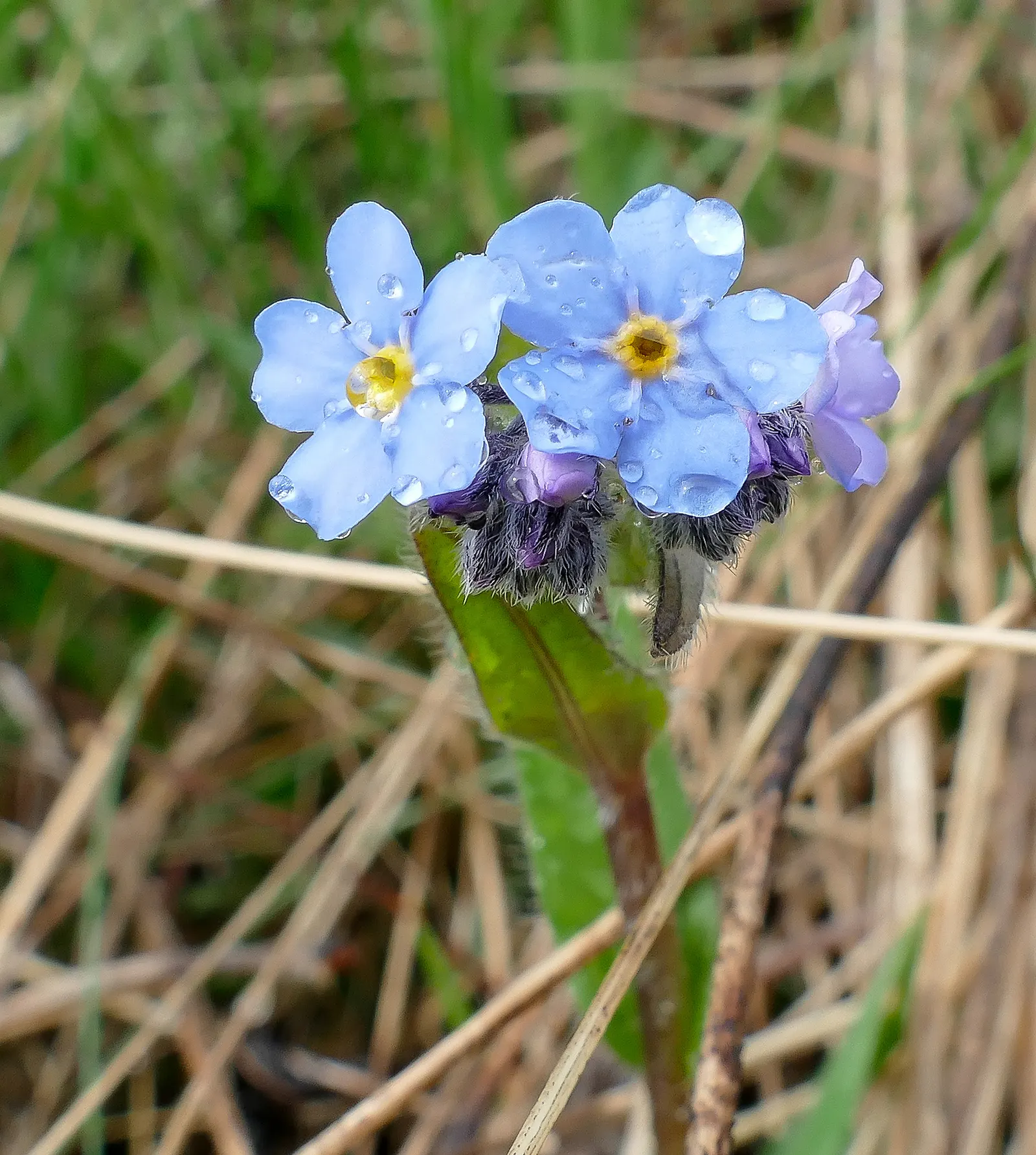 Forget-Me-Not (Myosotis Alpestris) — This plant typically flowers from late spring to early summer