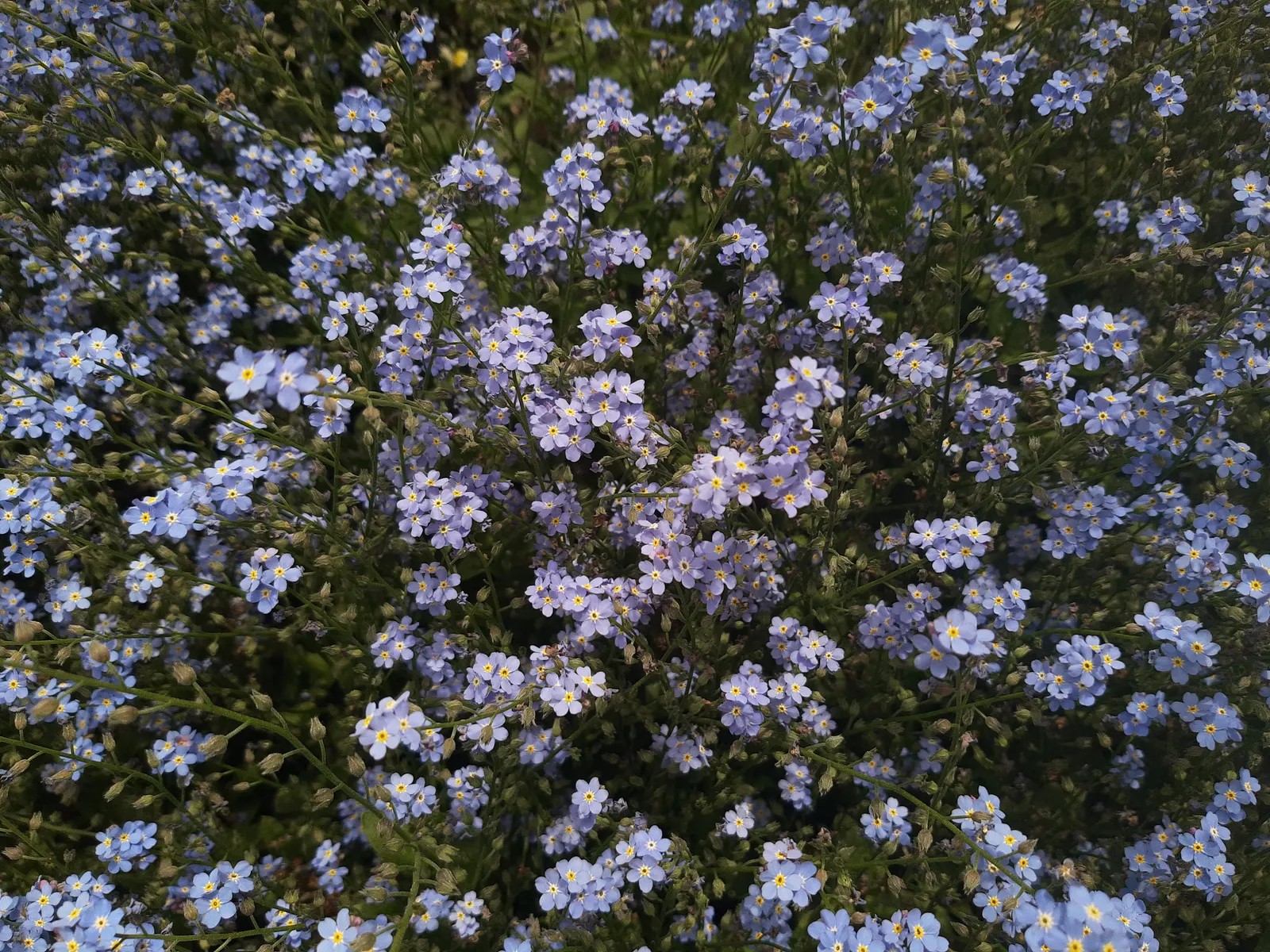 Forget-Me-Not (Myosotis Alpestris) — It is a touch of natural beauty that invites both contemplation and admiration in the outdoor space; as its, image 157