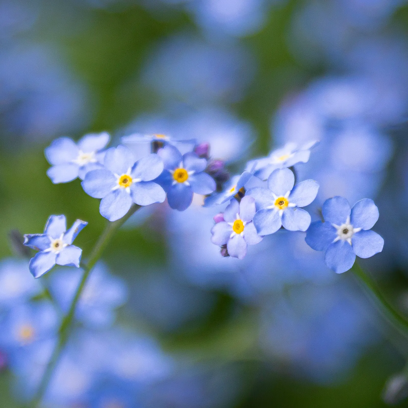 Forget-Me-Not (Myosotis Alpestris) — each featuring a tiny yellow or white eye at the center; marginally tolerant of drought once established, image 88