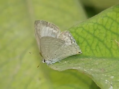 Forget-Me-Not (Myosotis Alpestris) — It prefers full sun to partial shade and requires well-drained soil; forget-me-not (Myosotis alpestris) graces, image 52