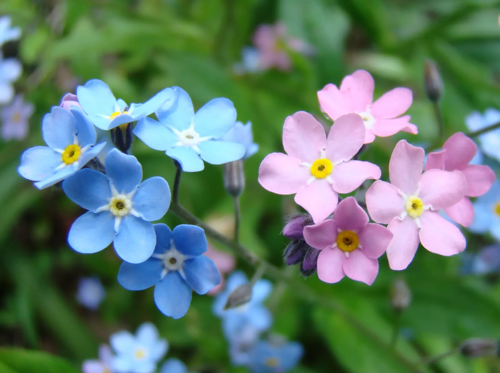 Forget-Me-Not (Myosotis Alpestris) — each with a delicate yellow center; thriving well in USDA hardiness zones 2 through 9