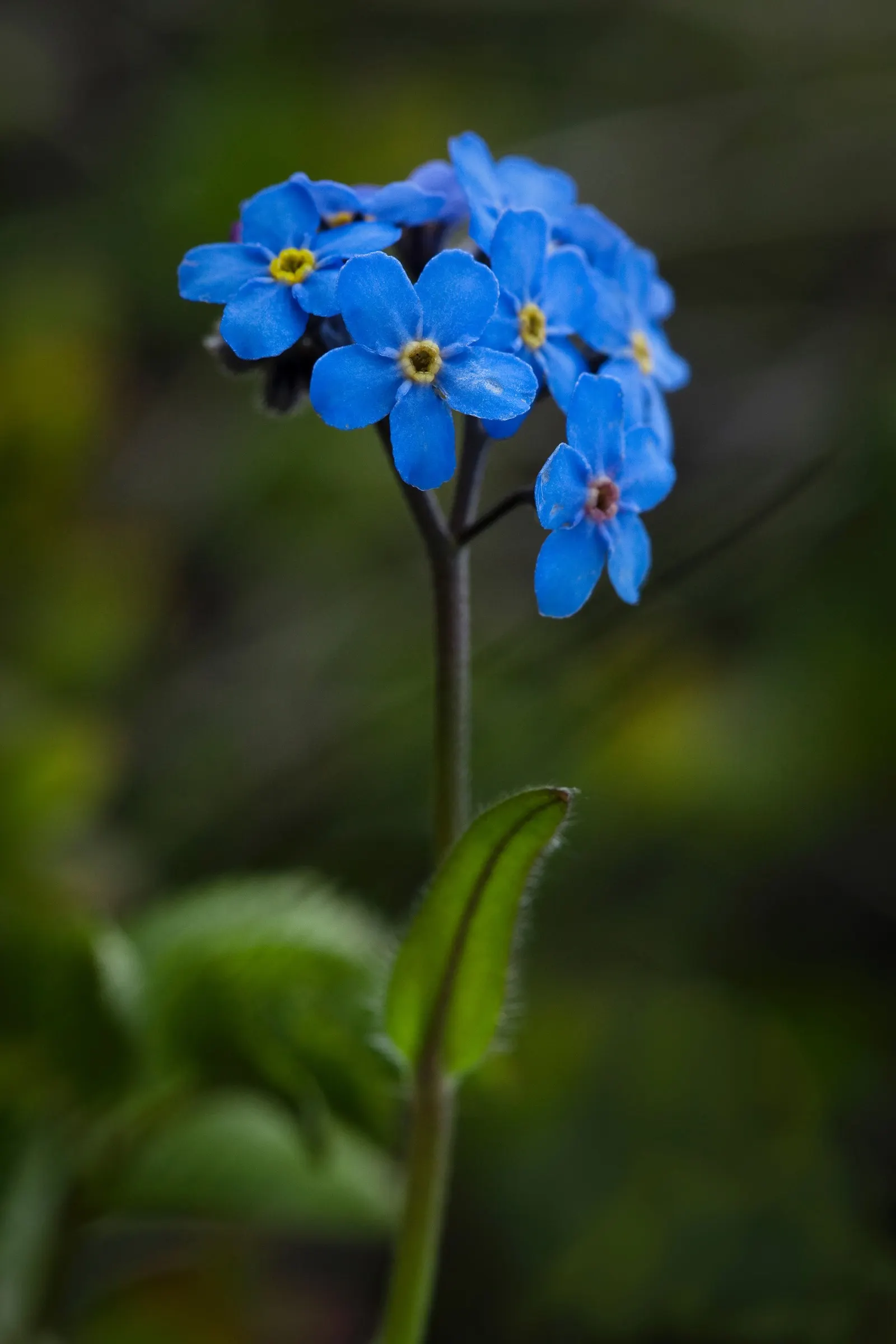 Forget-Me-Not (Myosotis Alpestris) — Blooming in spring, it adds a charming touch of color and can symbolize remembrance in a landscape design; it, image 85