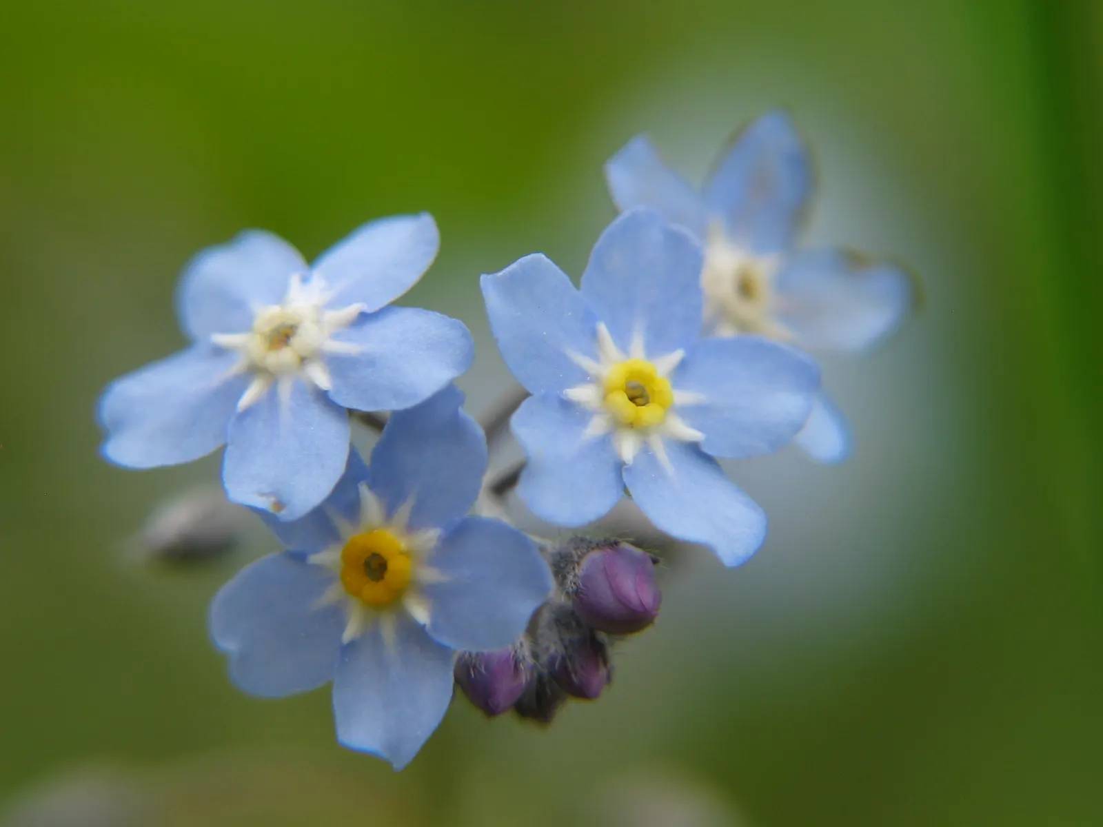 Forget-Me-Not (Myosotis Alpestris) — each with a delicate yellow center; thriving well in USDA hardiness zones 2 through 9, image 122