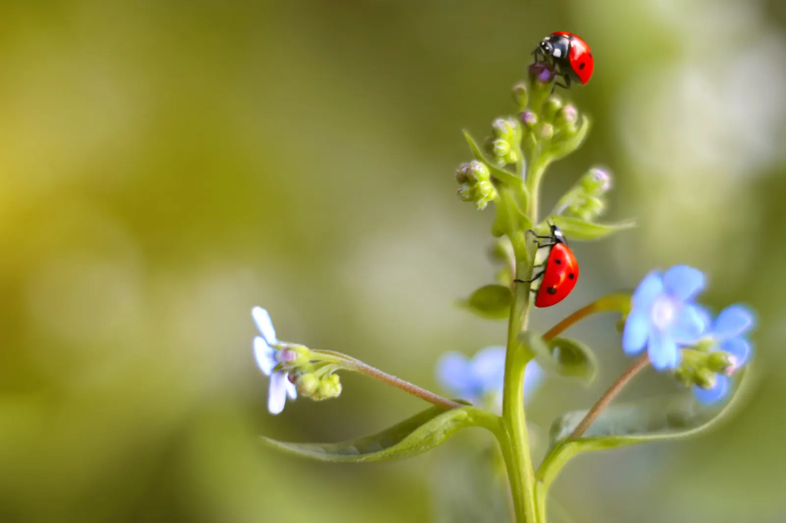 Forget-Me-Not (Myosotis Alpestris) — Reaching 6-12 inches tall, it spreads 6-10 inches wide, ideal for borders or as a groundcover; blooming in, image 44