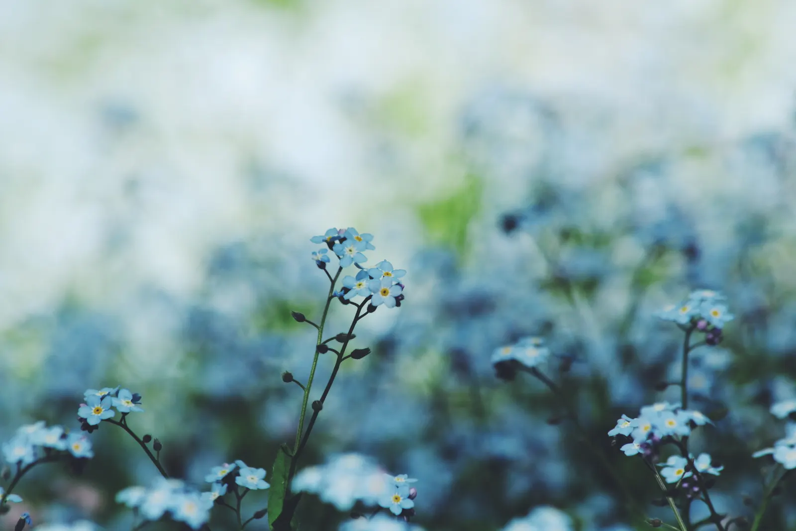 Forget-Me-Not (Myosotis Alpestris) — It is a touch of natural beauty that invites both contemplation and admiration in the outdoor space