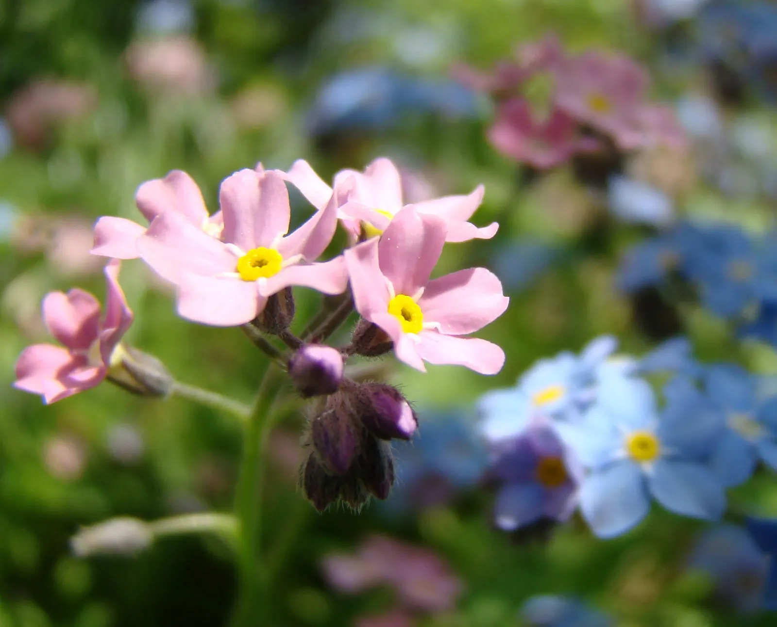 Forget-Me-Not (Myosotis Alpestris) — as its common name suggests; this plant typically flowers from late spring to early summer