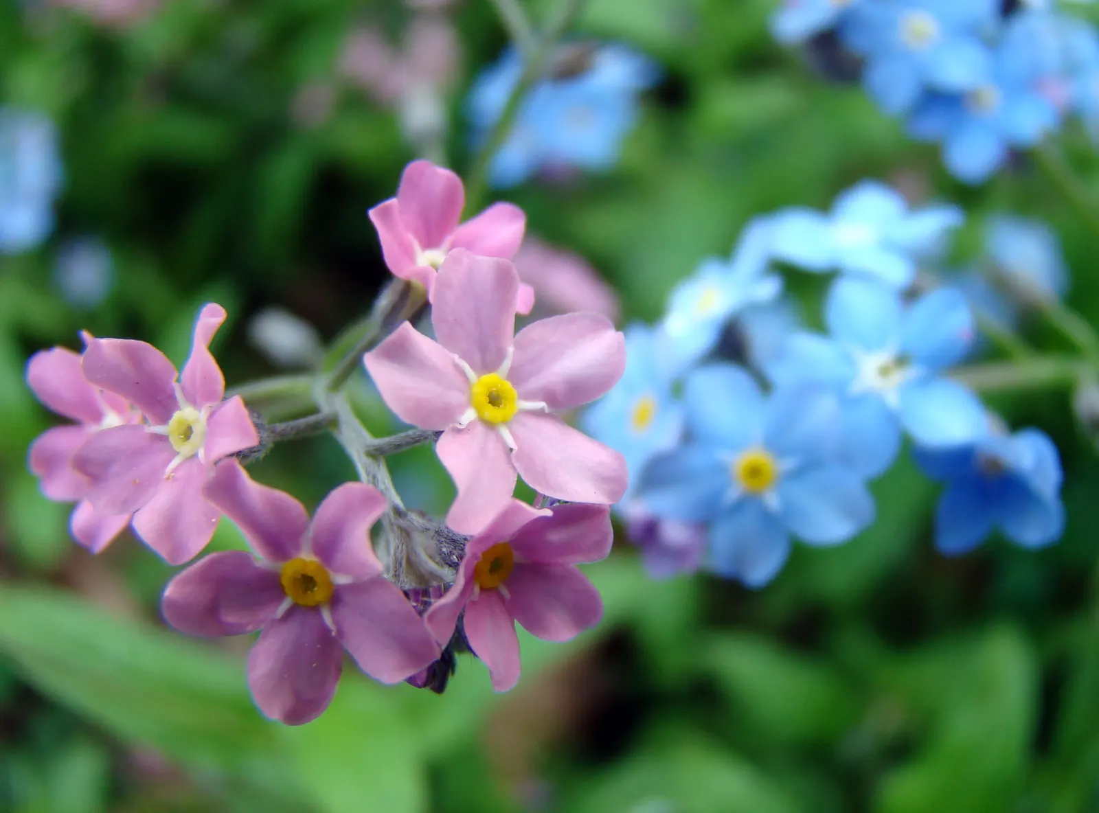 Forget-Me-Not (Myosotis Alpestris) — This plant typically flowers from late spring to early summer; perennial for full or half, image 49