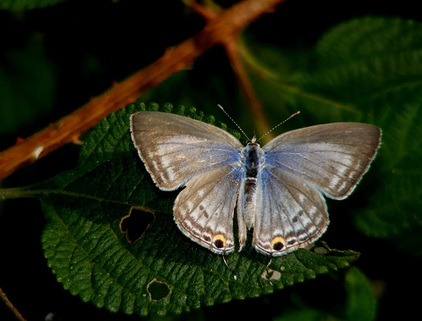 Forget-Me-Not (Myosotis Alpestris) — each featuring a tiny yellow or white eye at the center; marginally tolerant of drought once established, image 108