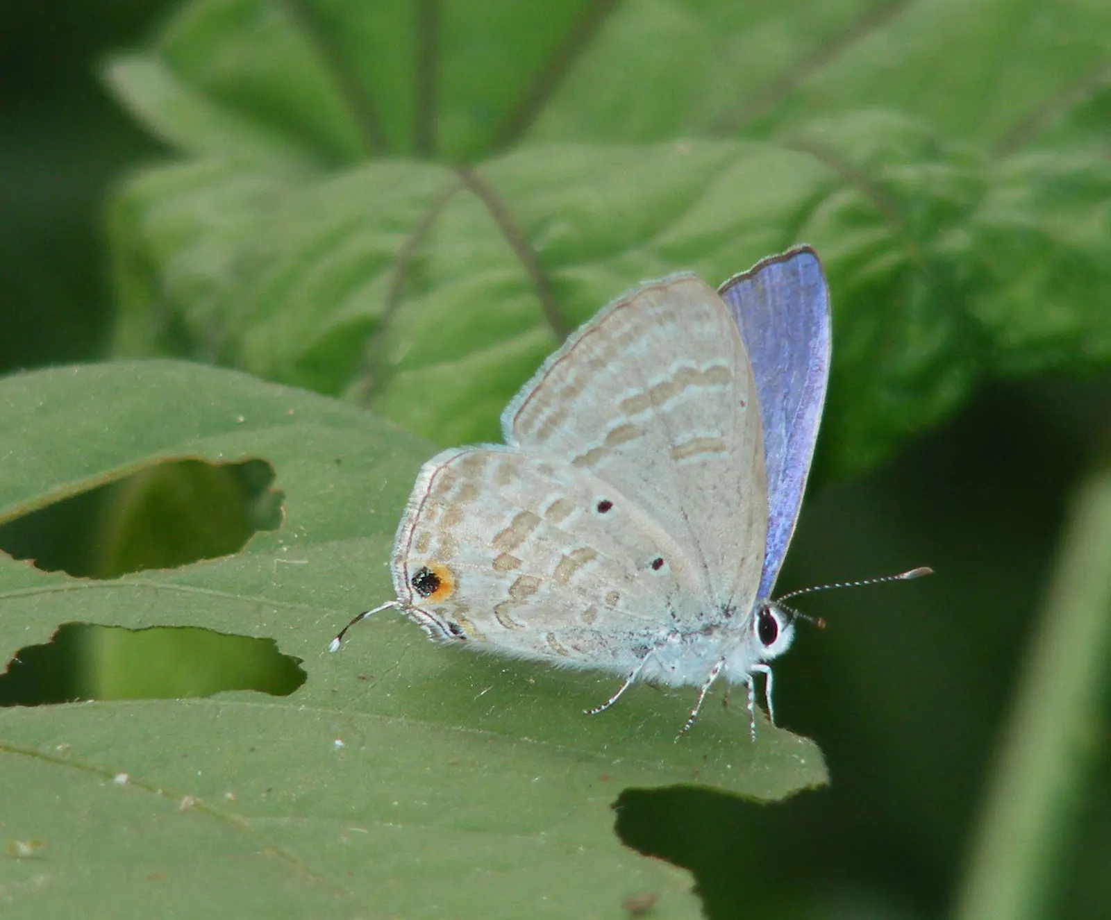 Forget-Me-Not (Myosotis Alpestris) — perennial with blue blooms; with blossoms that span approximately half an inch across, image 99