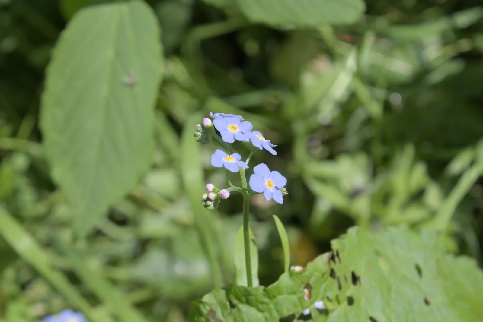 Forget-Me-Not (Myosotis Alpestris) — and along pathways due to its modest size and need for minimal maintenance; each with a delicate yellow center, image 135