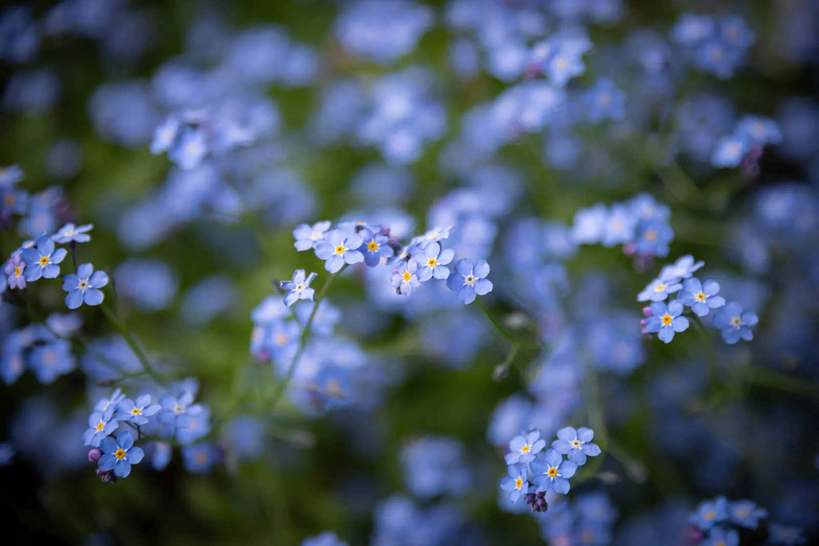 Forget-Me-Not (Myosotis Alpestris) — thriving well in USDA hardiness zones 2 through 9; to maintain its compact growth habit, image 71