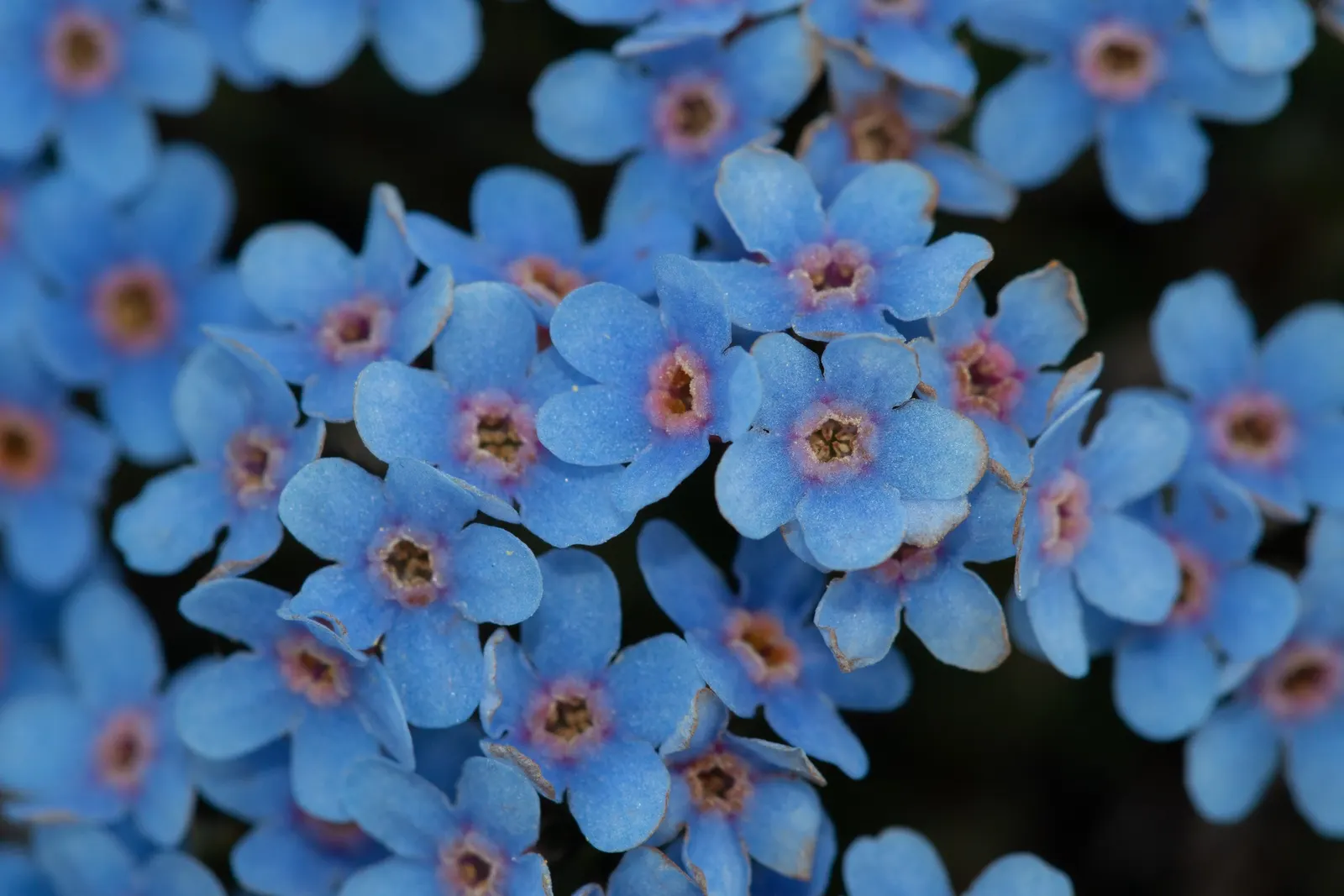 Forget-Me-Not (Myosotis Alpestris) — Forget-me-not (Myosotis alpestris) graces gardens with clusters of sky-blue flowers; reaching 6-12 inches tall, it spreads
