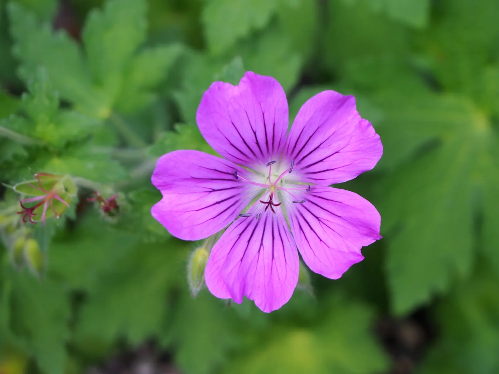 Cranesbill (Geranium 'Orkney Pink') — The Geranium 'Orkney Pink' is a robust