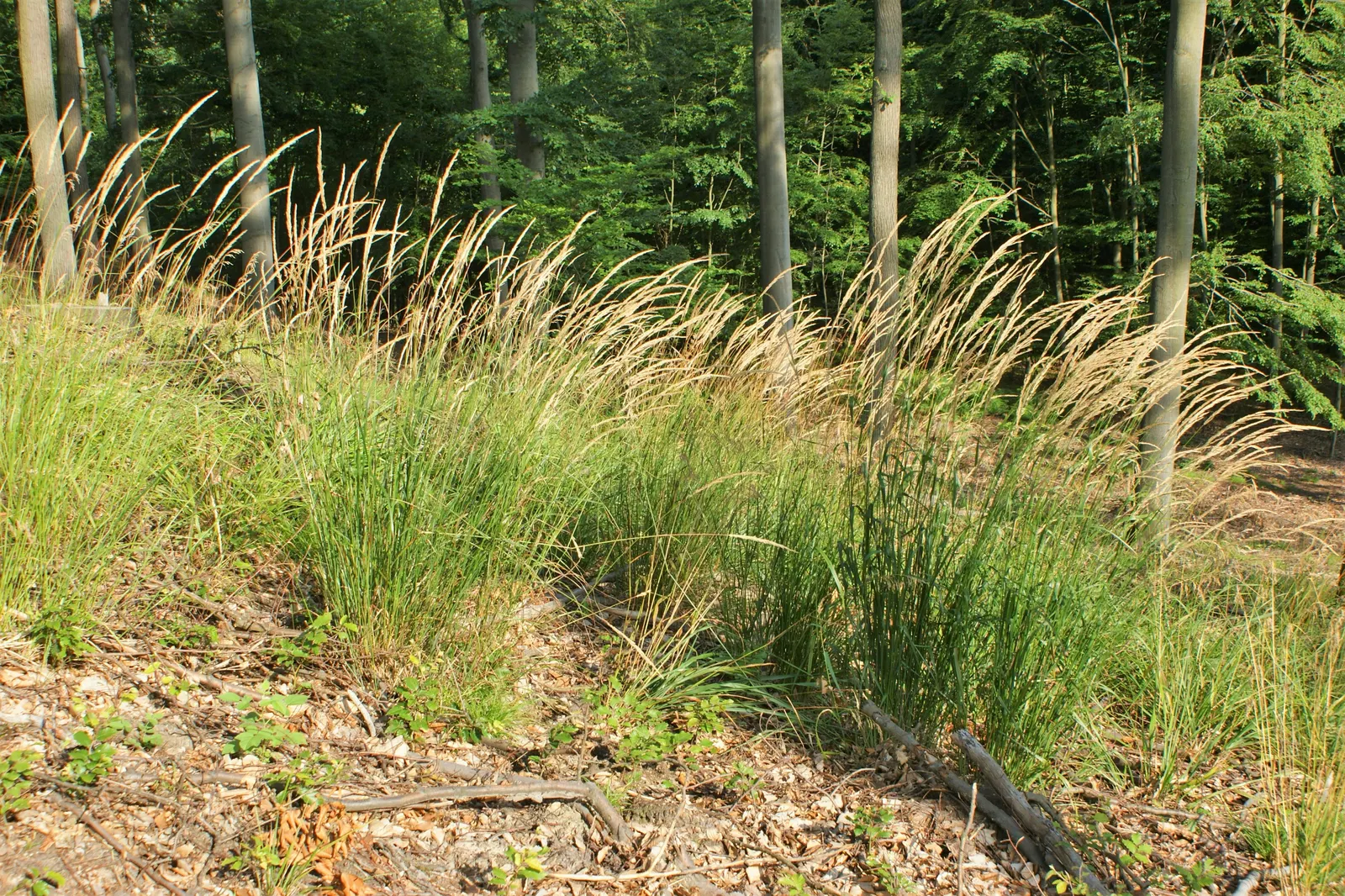 Korean Feather Grass (Calamagrostis Brachytricha) — it is notably adaptable and can tolerate a degree of drought once established.<br><br>For maintenance