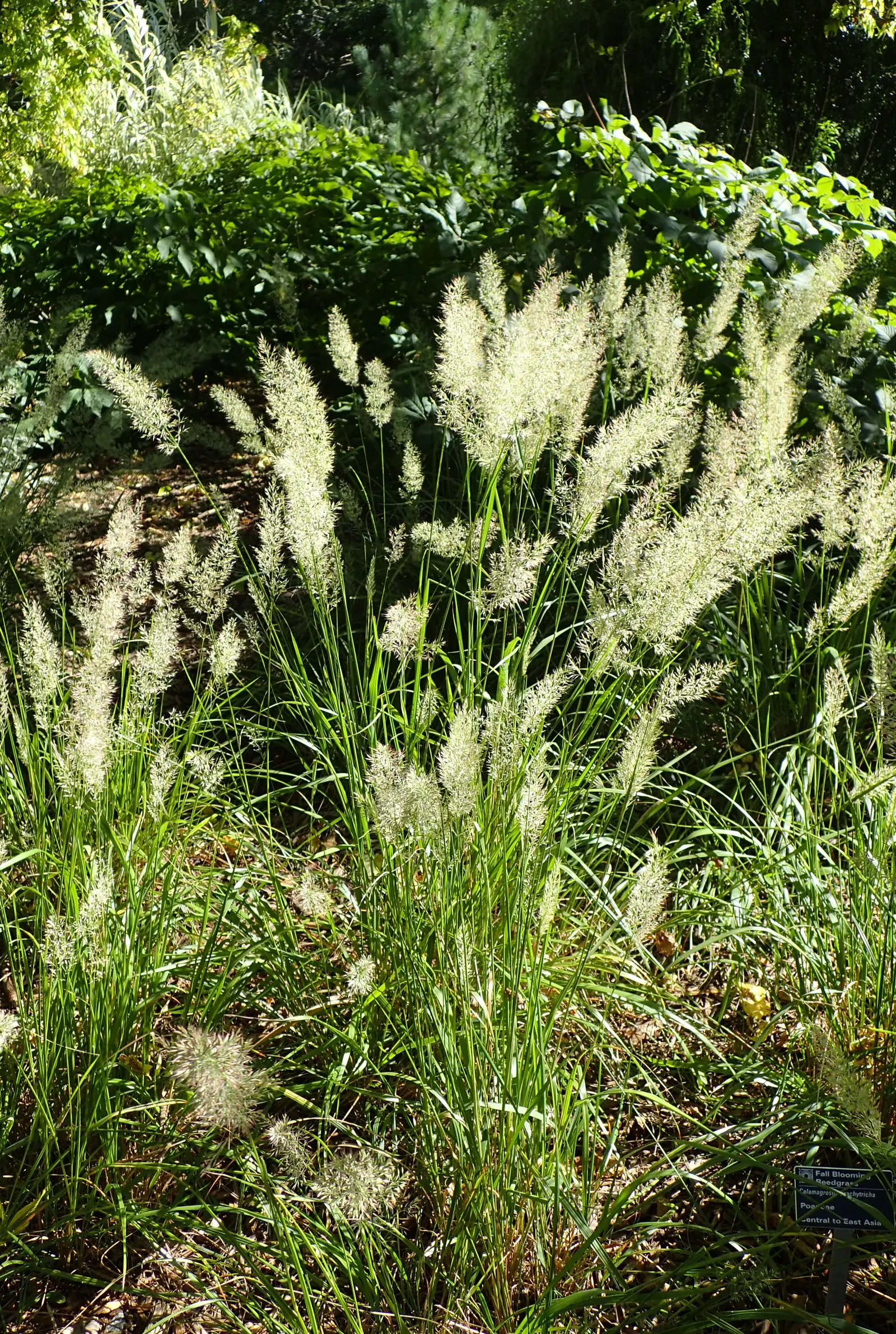 Korean Feather Grass (Calamagrostis Brachytricha) — enhancing the ecological value of your client's outdoor retreat