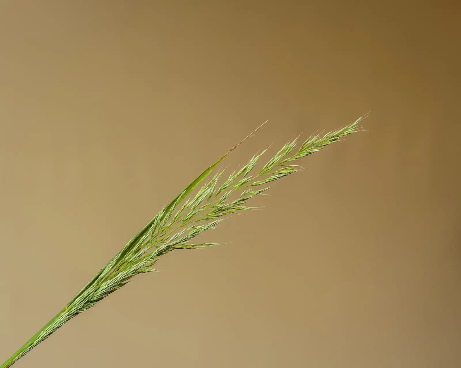 Korean Feather Grass (Calamagrostis Brachytricha) — Thriving in USDA zones 4-9, it reaches up to 4 feet tall and 2 feet wide in full sun to part shade