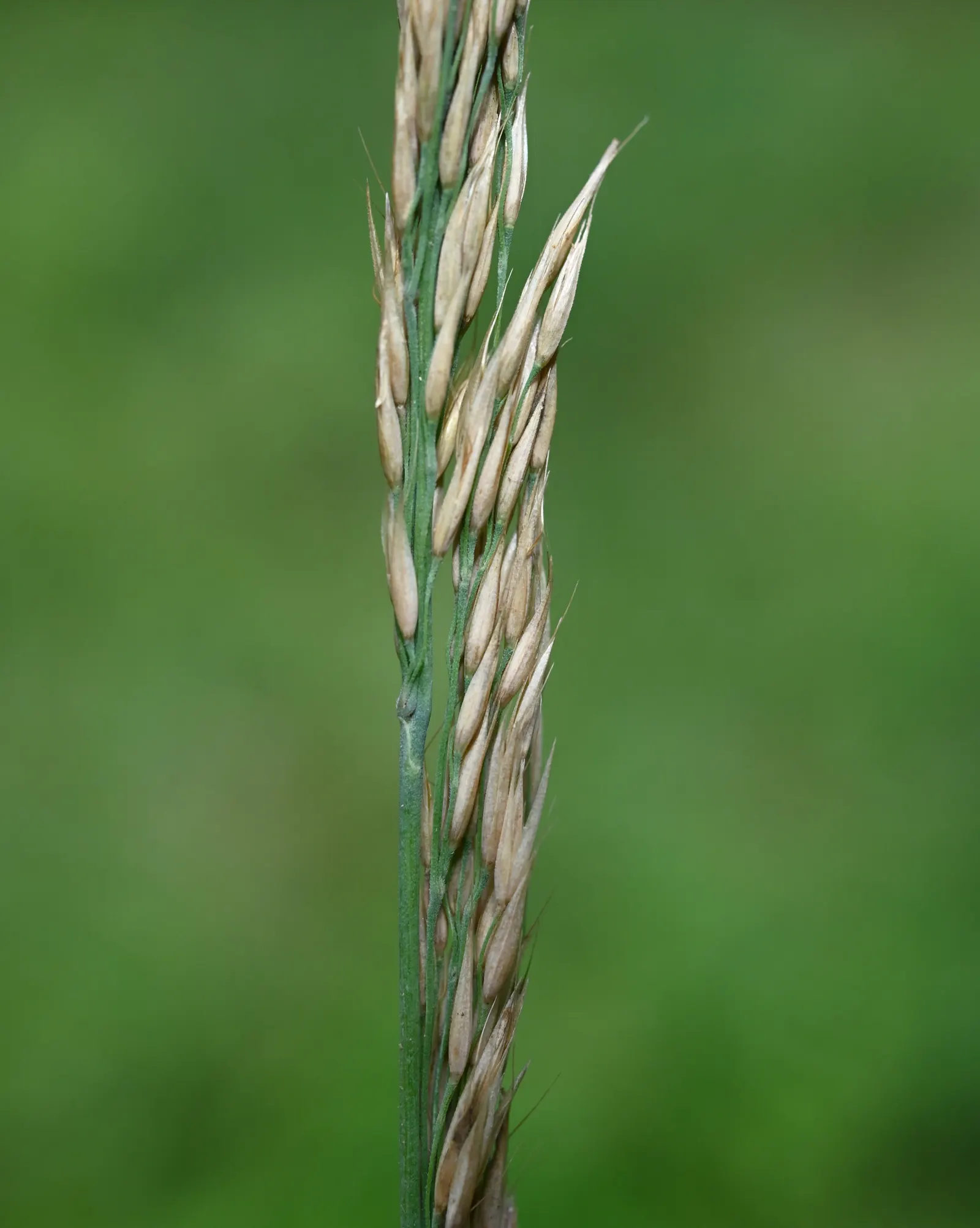 Korean Feather Grass (Calamagrostis Brachytricha) — grass with pink blooms; providing visual interest into the autumn months.<br><br>Hardy in USDA zones 4