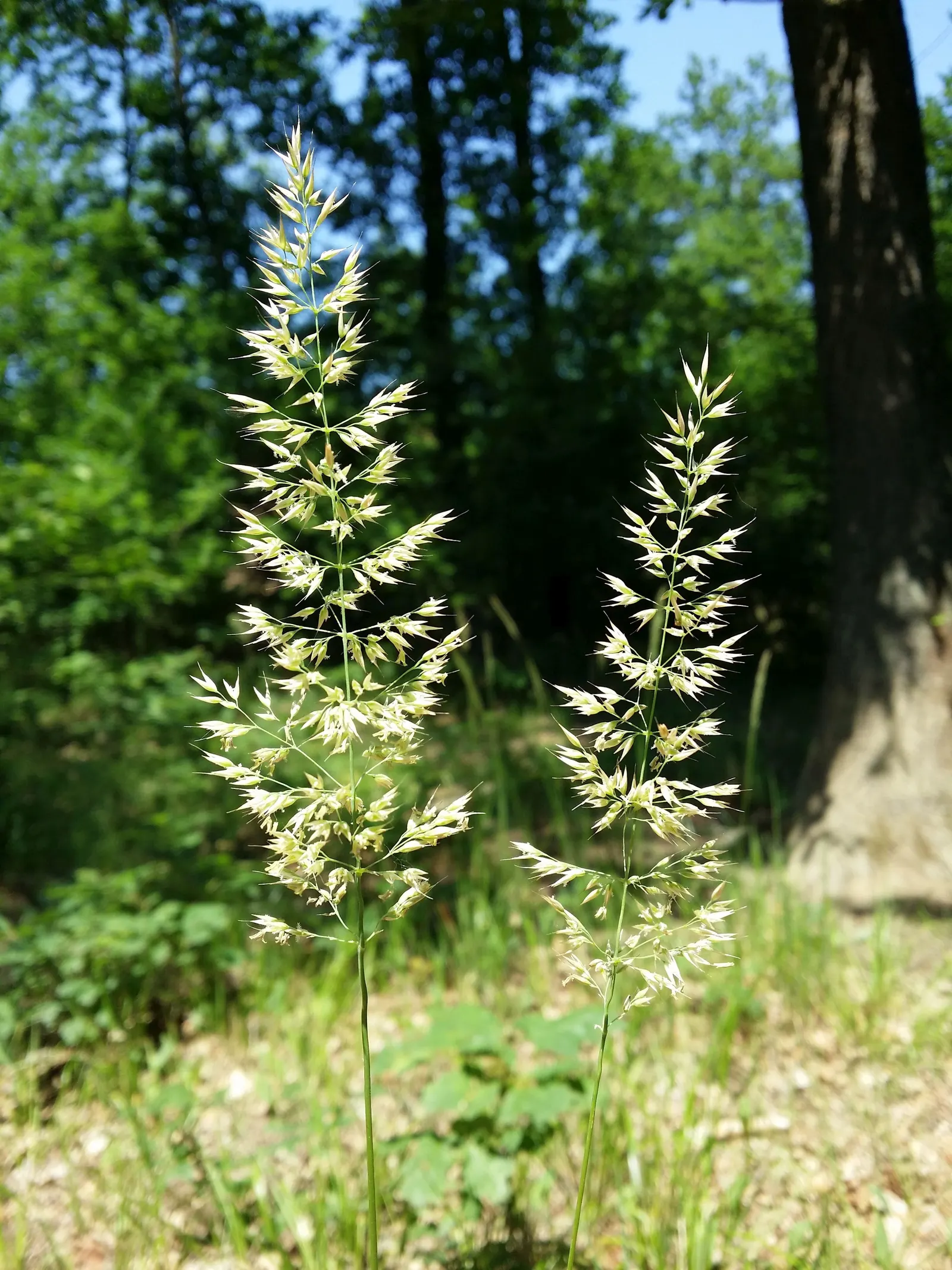Korean Feather Grass (Calamagrostis Brachytricha) — grass for full or half