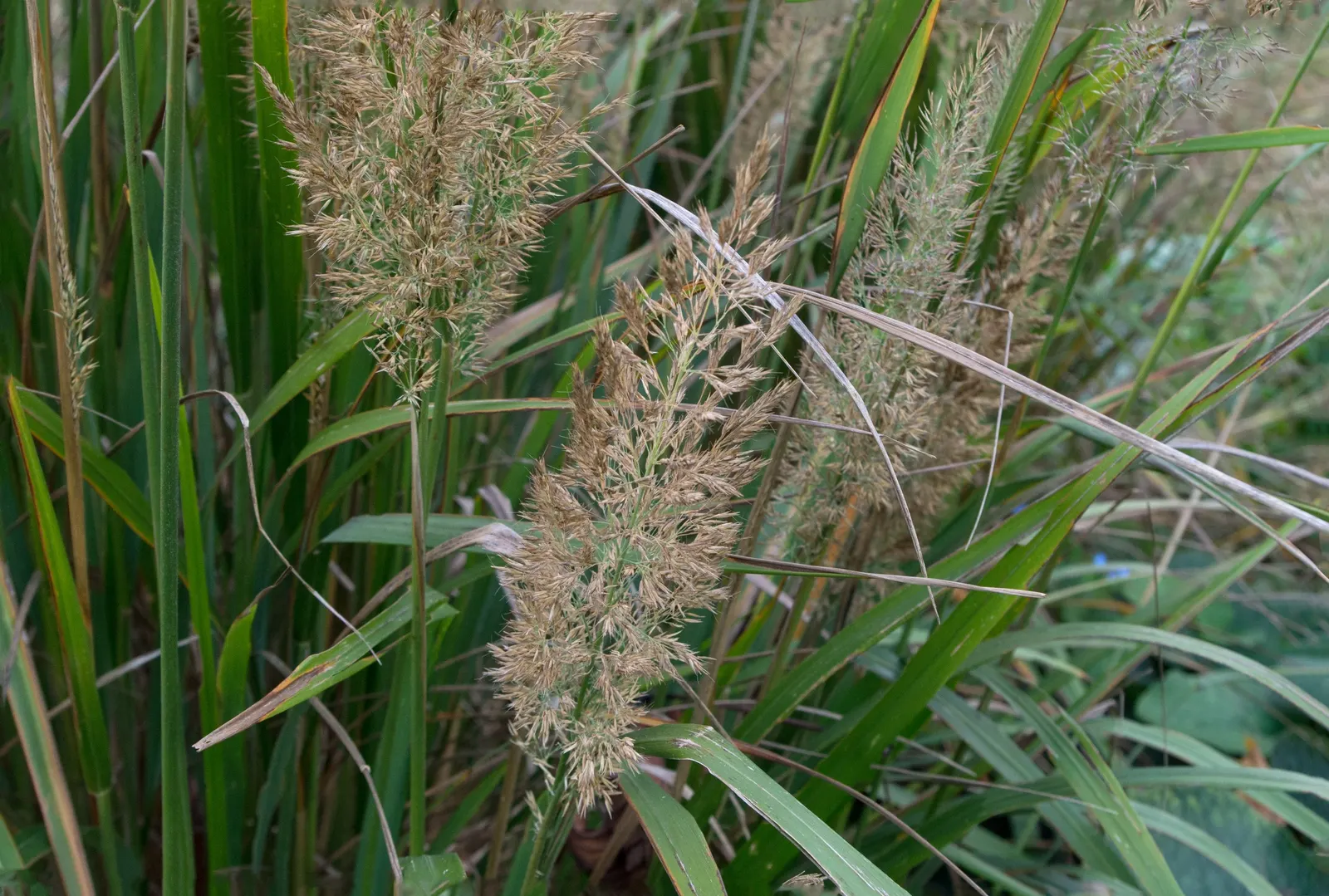 Korean Feather Grass (Calamagrostis Brachytricha) — pink flowers in the garden; in autumn, its foliage turns golden, adding seasonal interest