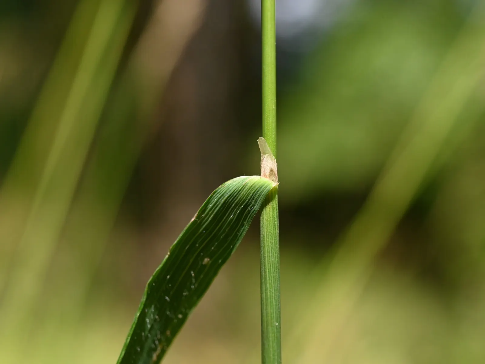 Korean Feather Grass (Calamagrostis Brachytricha) — is a perennial ornamental grass that brings an elegant and graceful touch to any landscape design