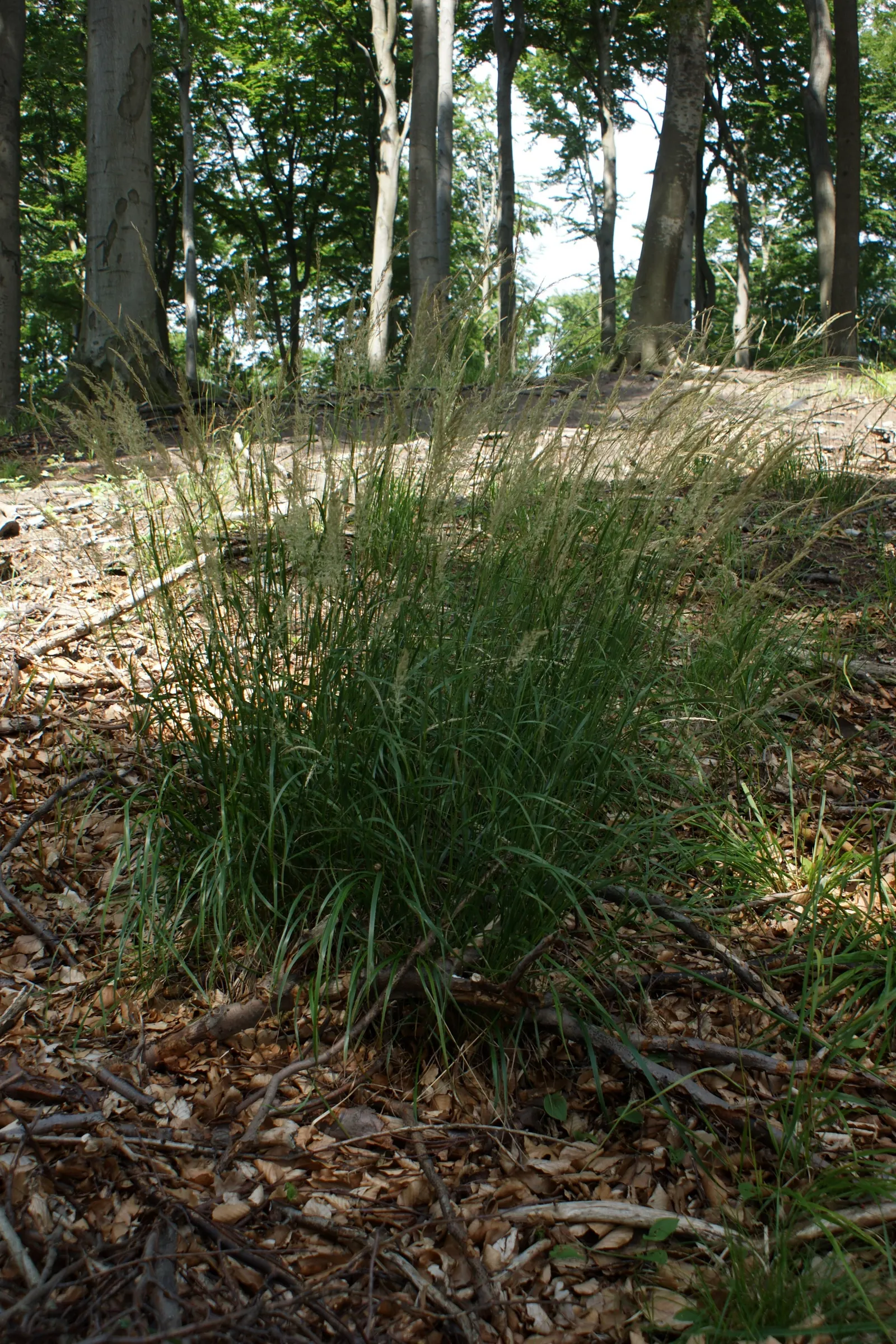 Korean Feather Grass (Calamagrostis Brachytricha) — This low-maintenance grass prefers moist, well-drained soil; korean Feather Grass thrives in, image 42