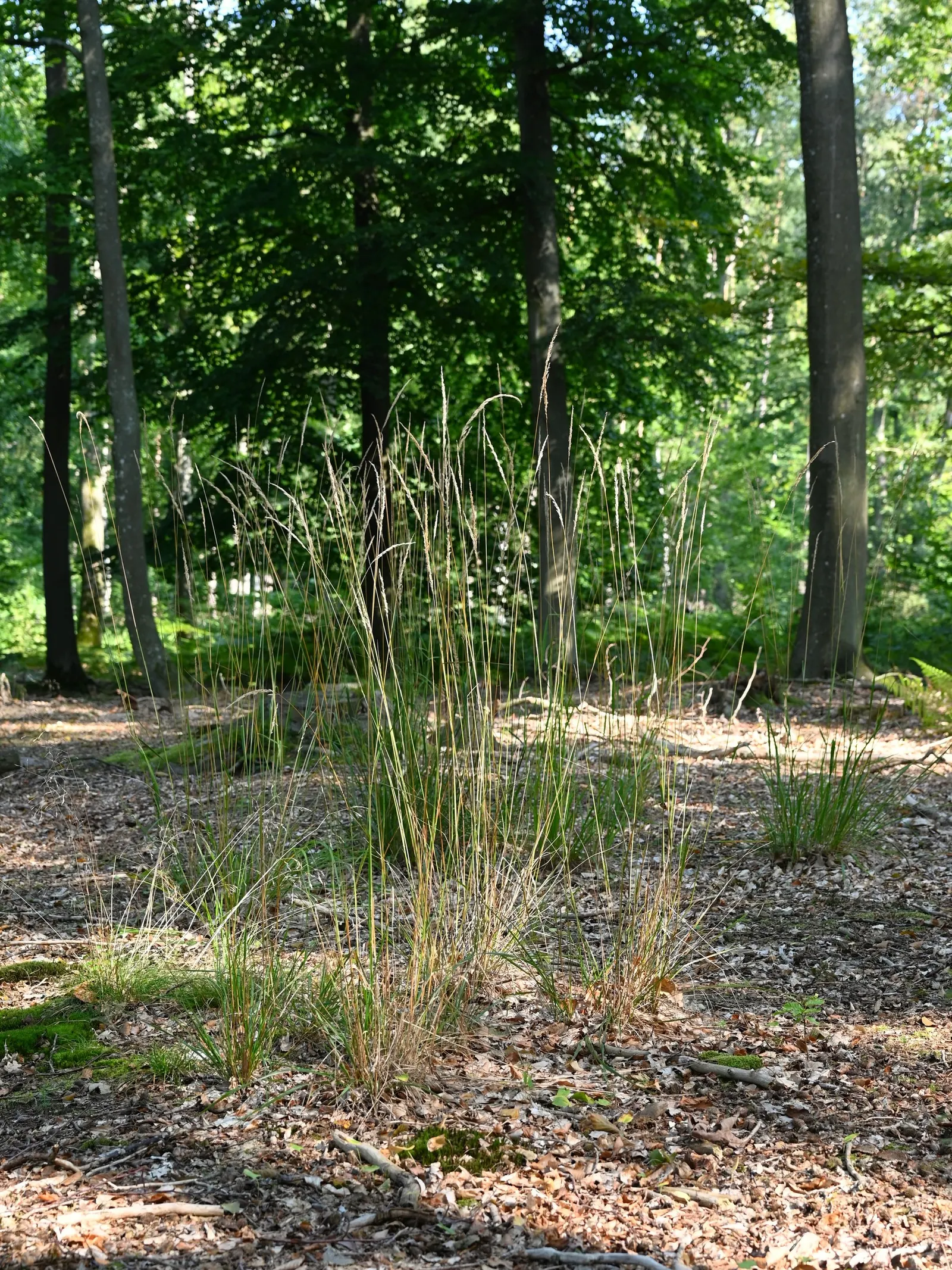 Korean Feather Grass (Calamagrostis Brachytricha) — grass for full or half; enhancing the ecological value of your client's outdoor retreat