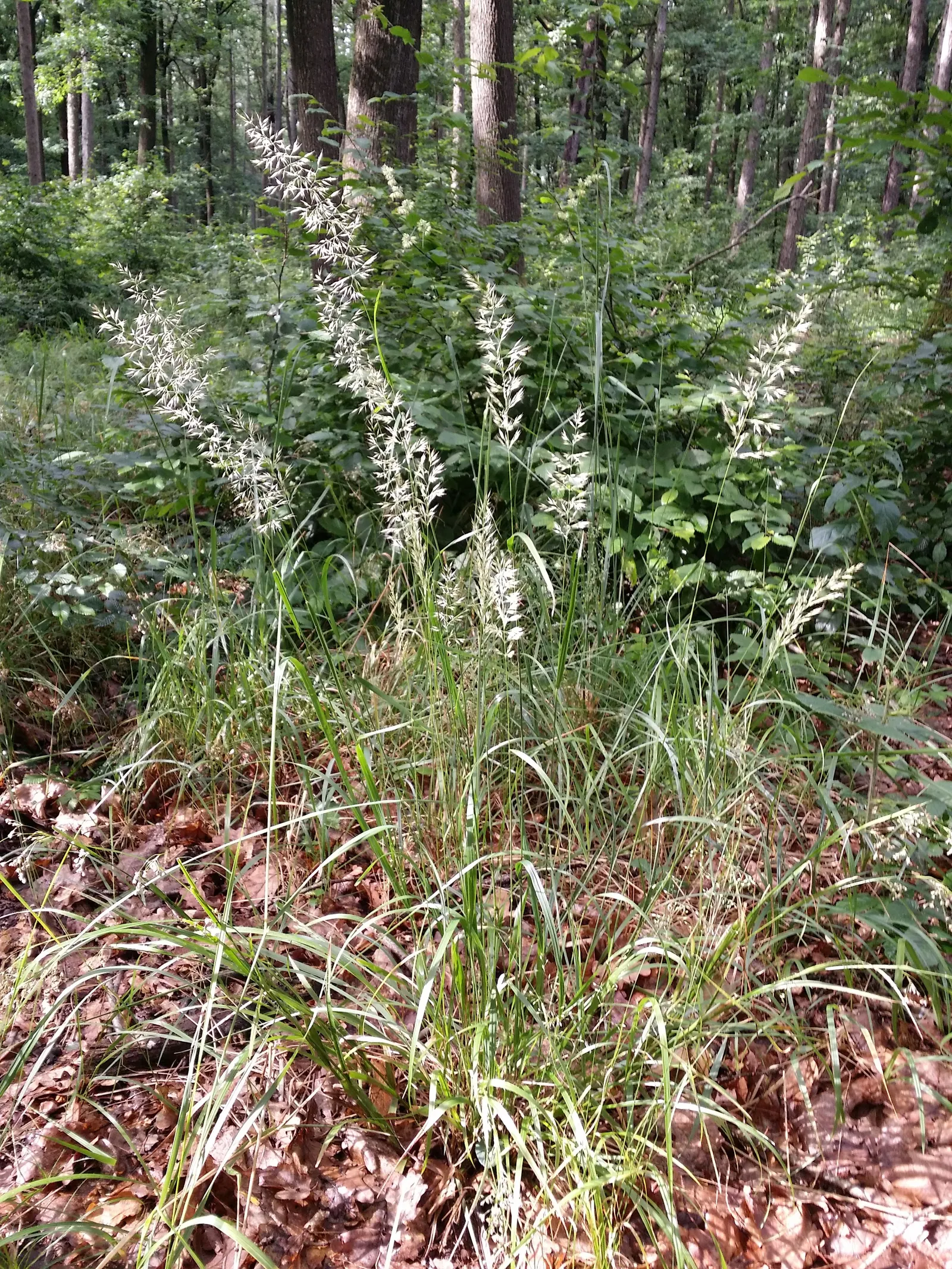 Korean Feather Grass (Calamagrostis Brachytricha) — In autumn, its foliage turns golden, adding seasonal interest; pink flowers in the garden
