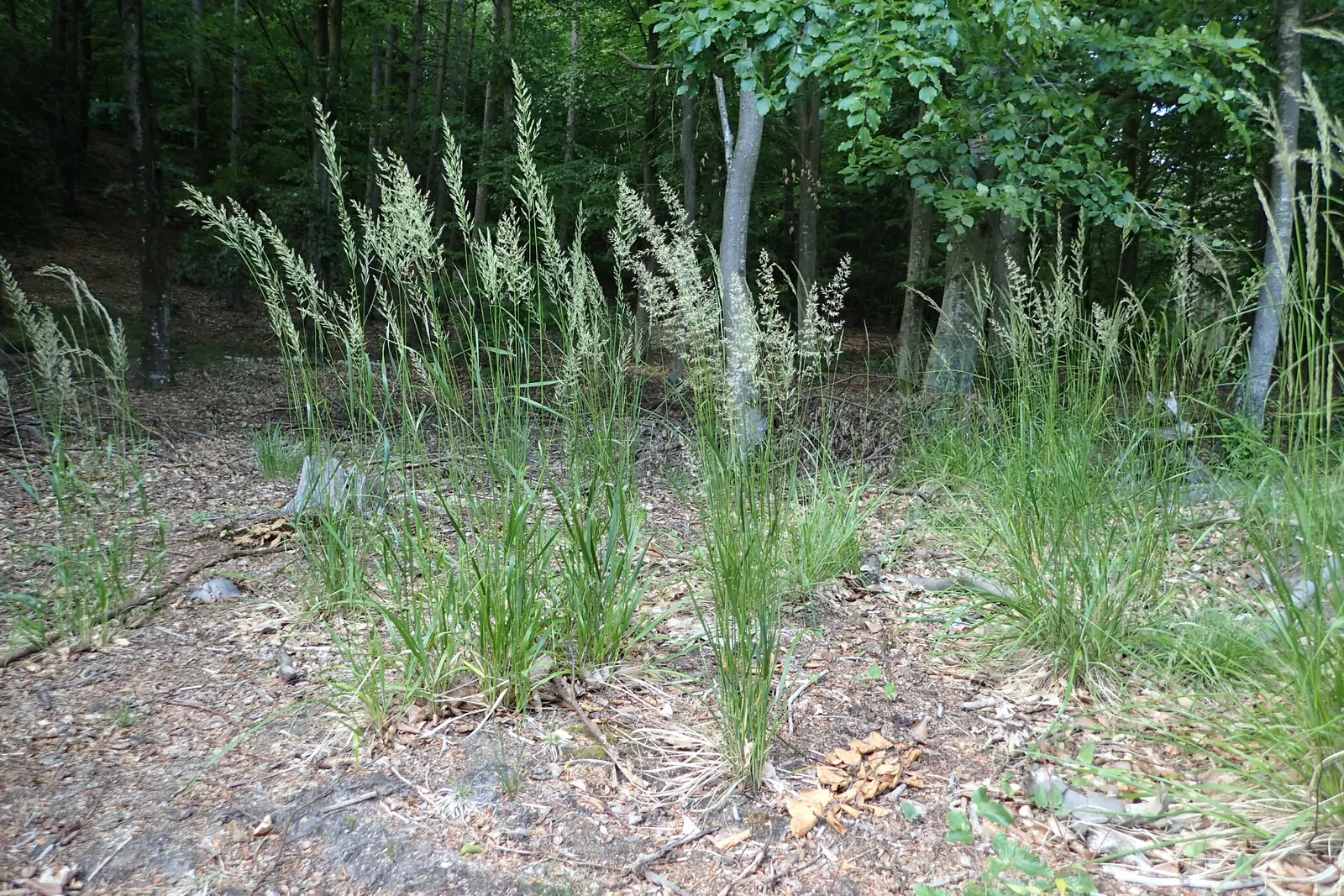 Korean Feather Grass (Calamagrostis Brachytricha) — This low-maintenance grass prefers moist, well-drained soil