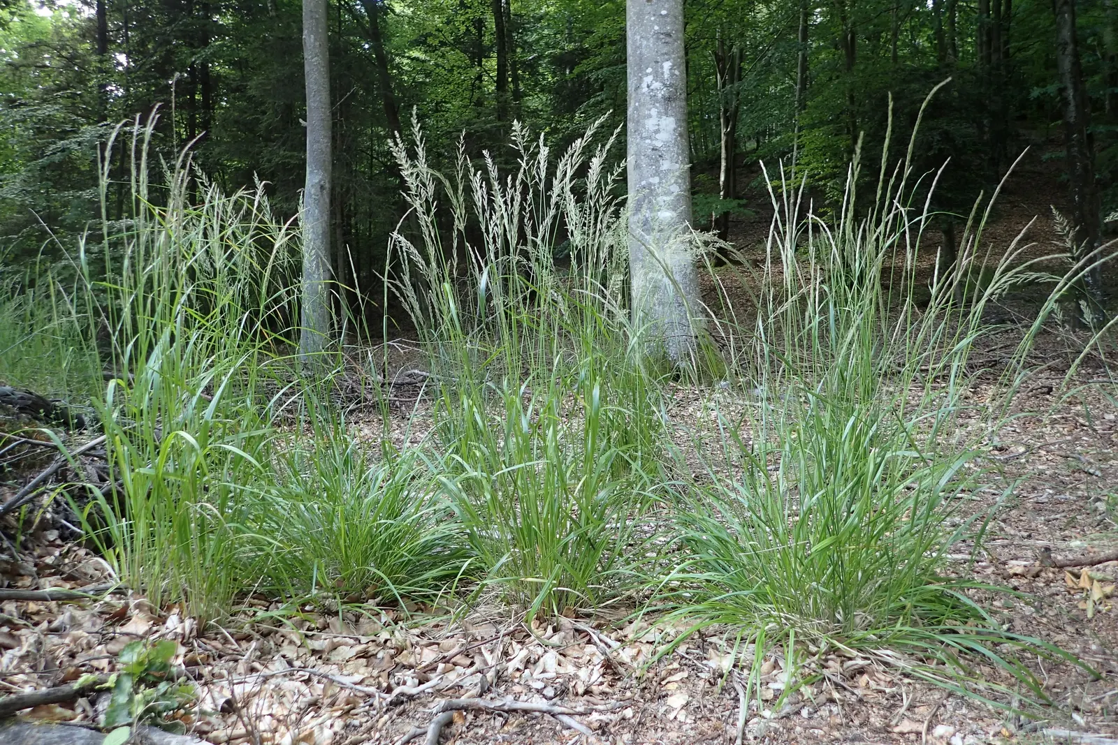 Korean Feather Grass (Calamagrostis Brachytricha) — Ideal for mass plantings and borders for a soft, textured effect