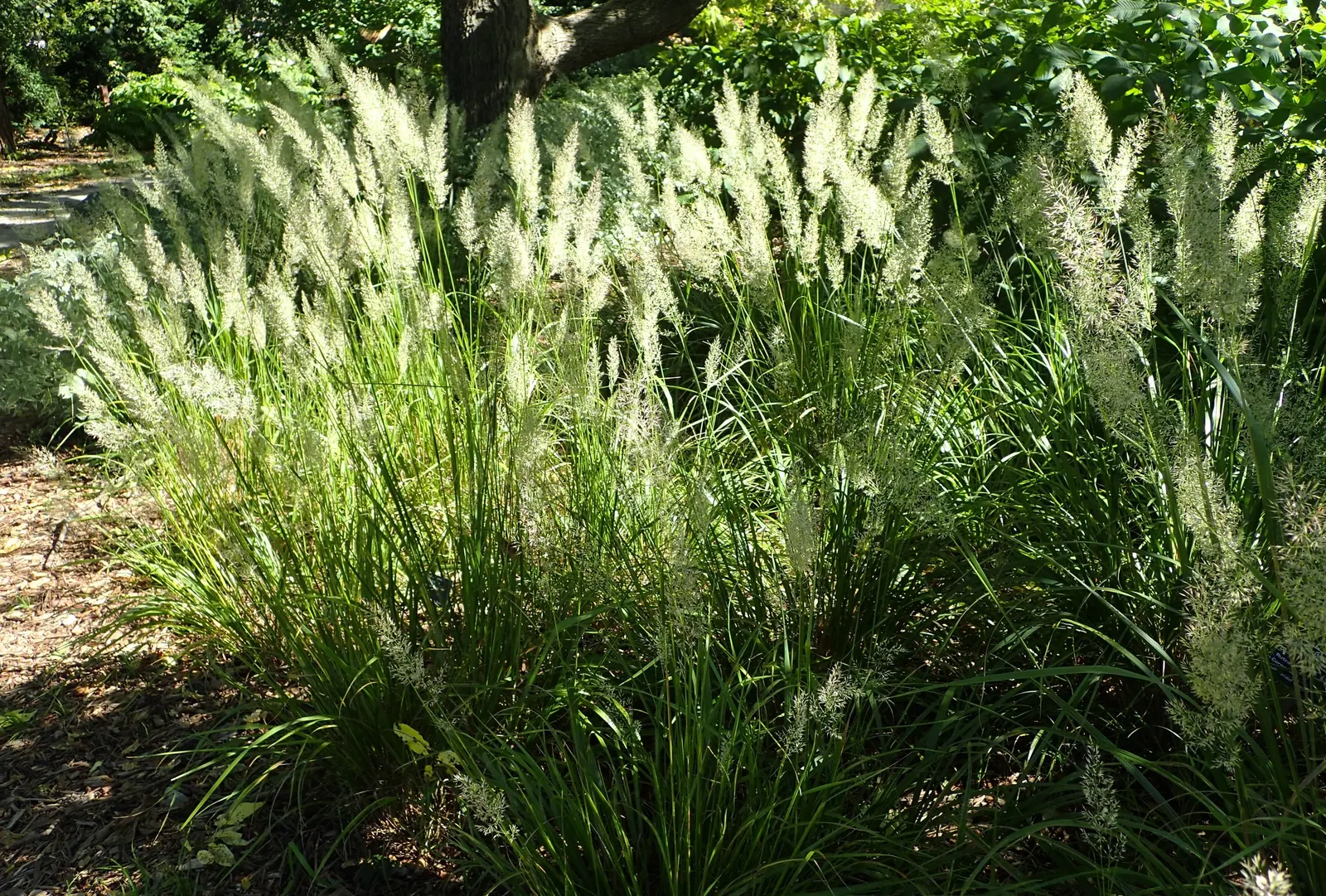 Korean Feather Grass (Calamagrostis Brachytricha) — Ideal for mass plantings and borders for a soft, textured effect; scientifically named Calamagrostis