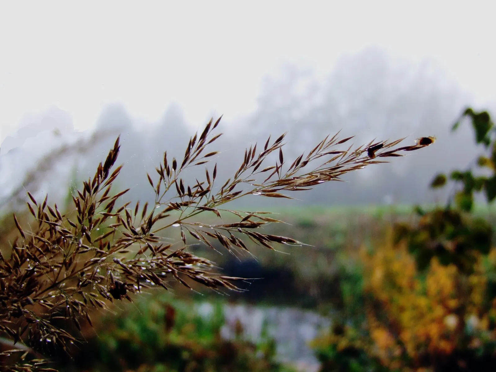 Korean Feather Grass (Calamagrostis Brachytricha) — Korean Feather Grass thrives in full sun to partial shade; it is notably adaptable and can tolerate a