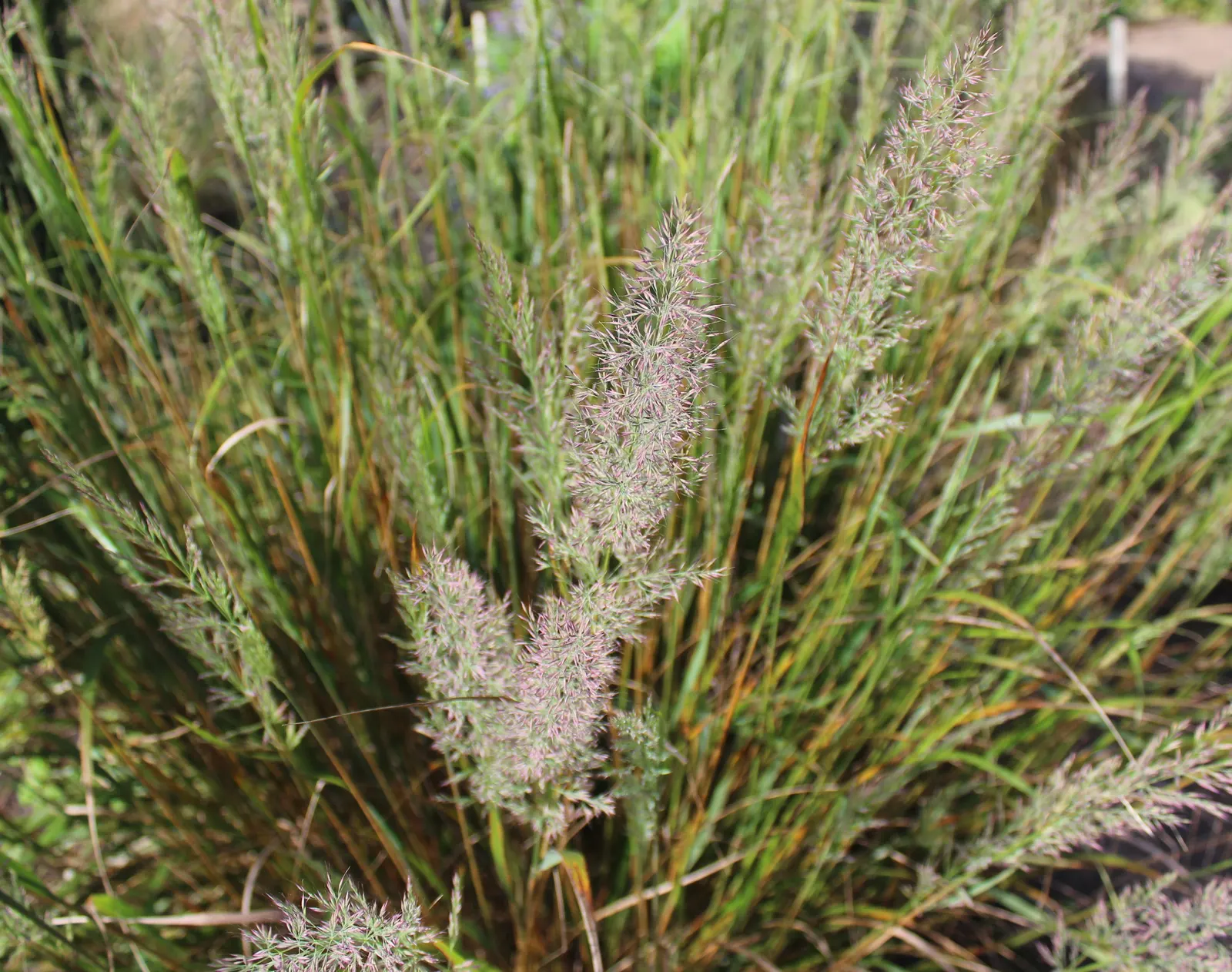 Korean Feather Grass (Calamagrostis Brachytricha) — providing visual interest into the autumn months.<br><br>Hardy in USDA zones 4 through 9; this