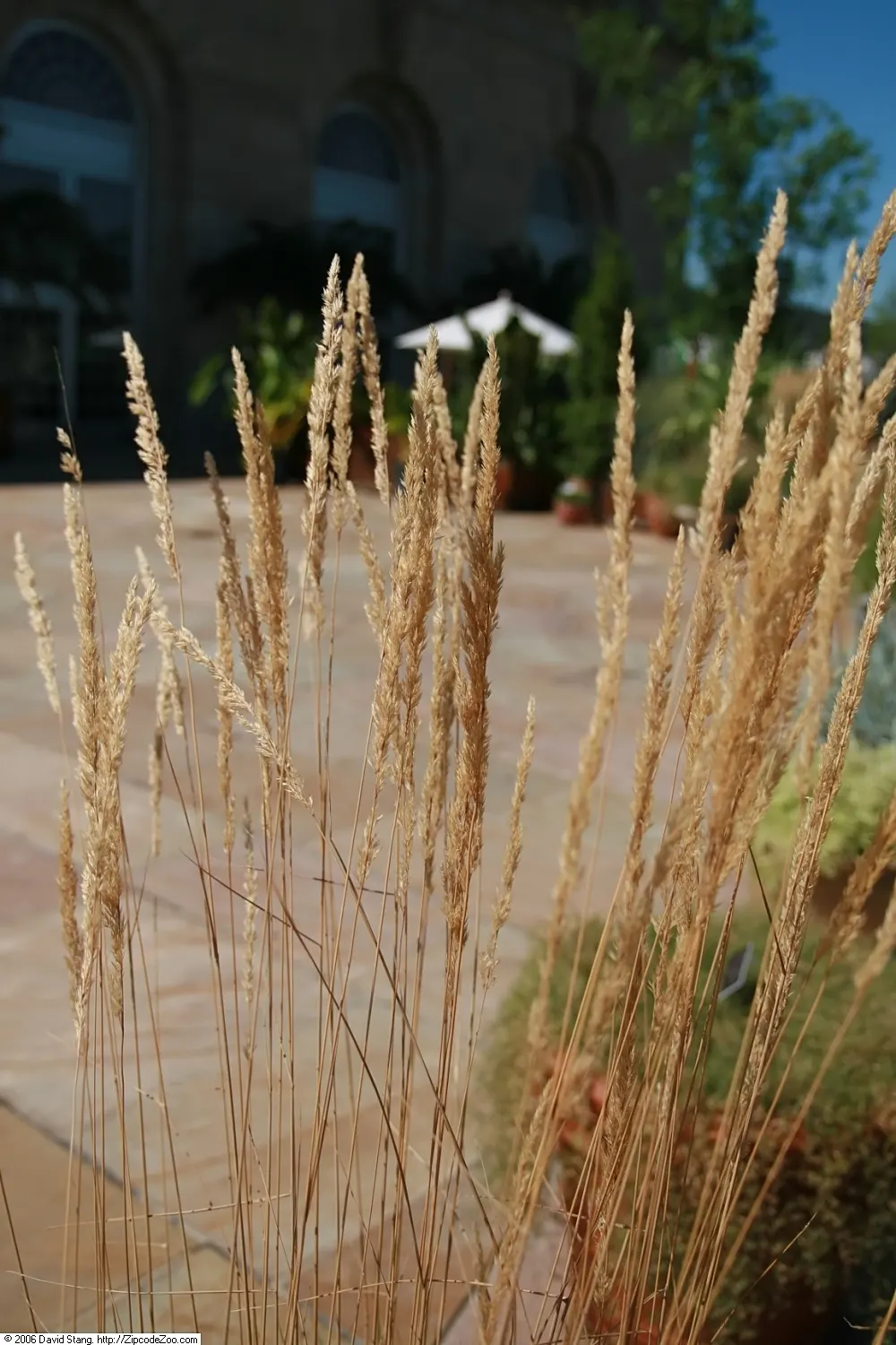 Korean Feather Grass (Calamagrostis Brachytricha) — These delightful seed heads emerge in late summer and evoke a soft, airy texture that, image 28