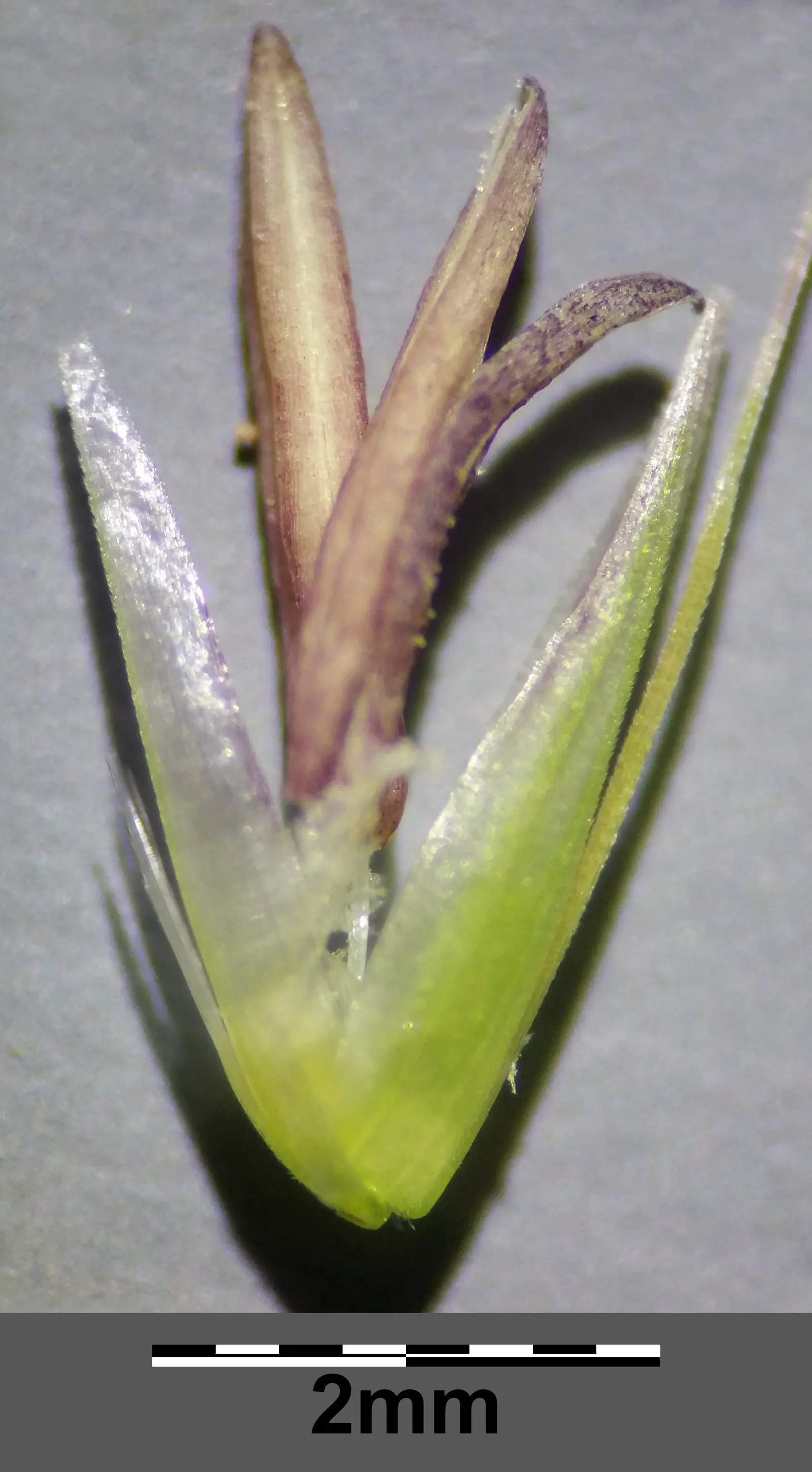 Korean Feather Grass (Calamagrostis Brachytricha) — the plumes exhibit a pinkish hue that gradually transforms into a silvery-white as the season, image 29