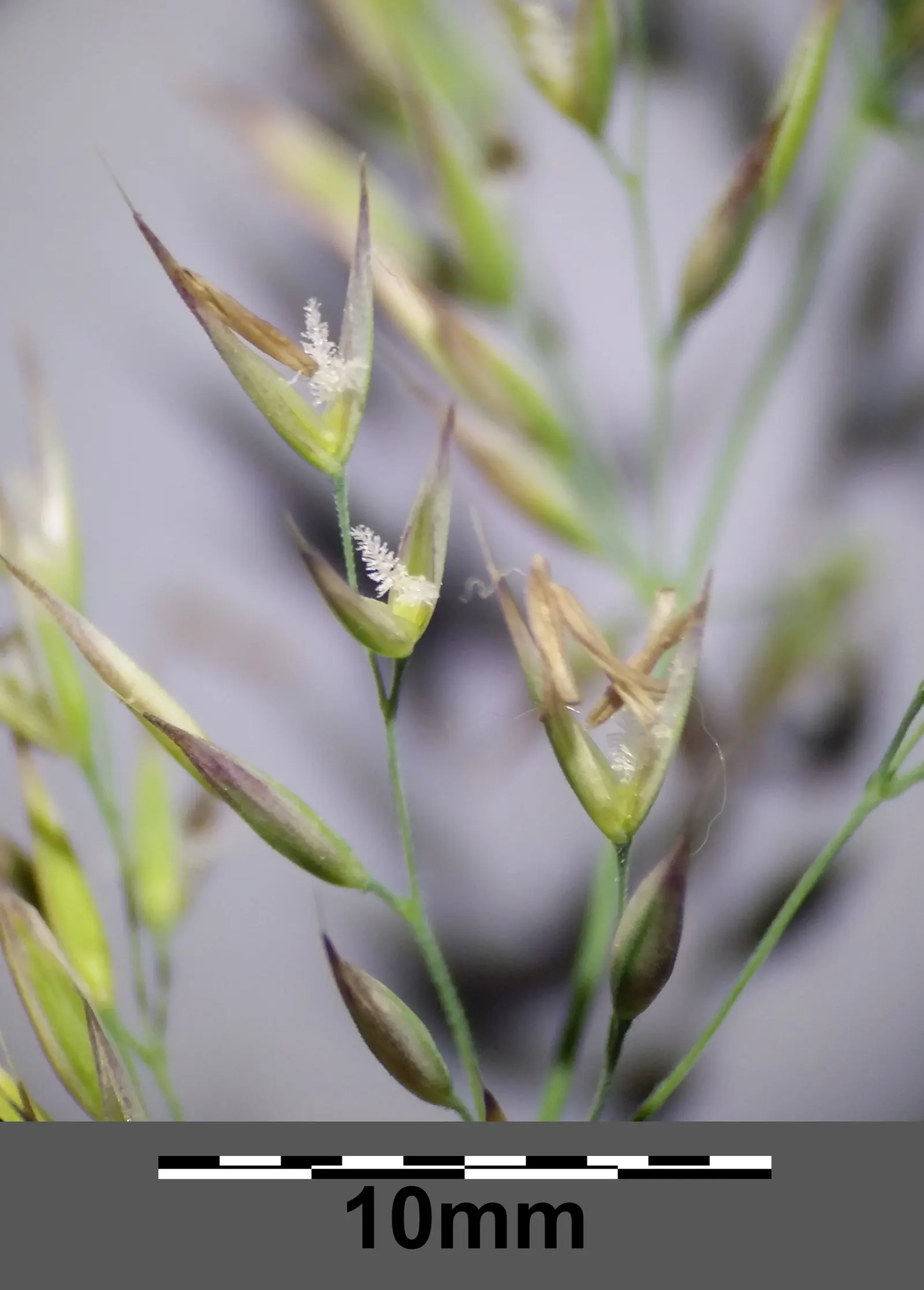 Korean Feather Grass (Calamagrostis Brachytricha) — demonstrating a preference for moist