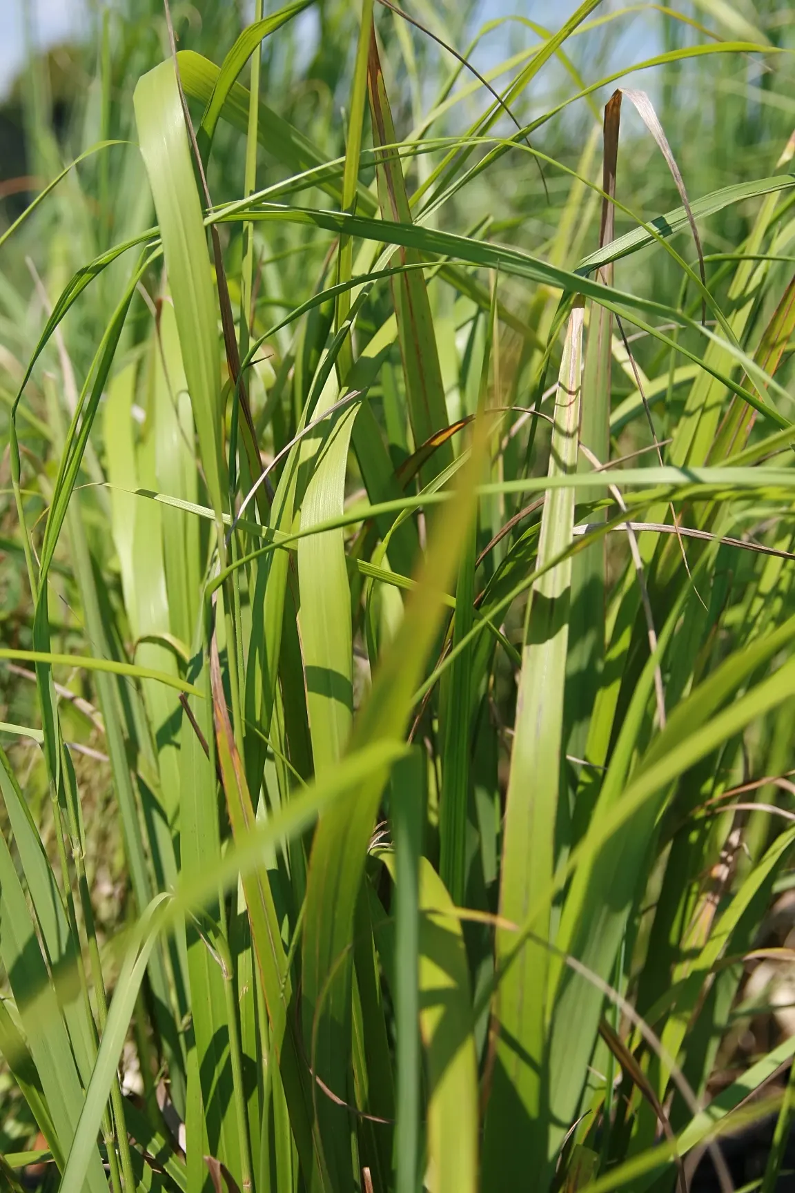 Korean Feather Grass (Calamagrostis Brachytricha) — as its seeds provide food for birds