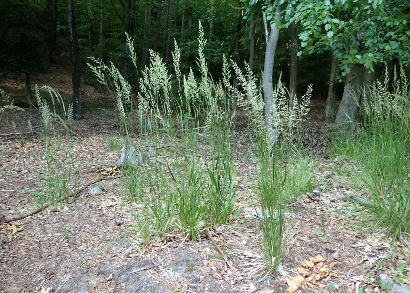 Korean Feather Grass (Calamagrostis Brachytricha) — well-drained soil conditions