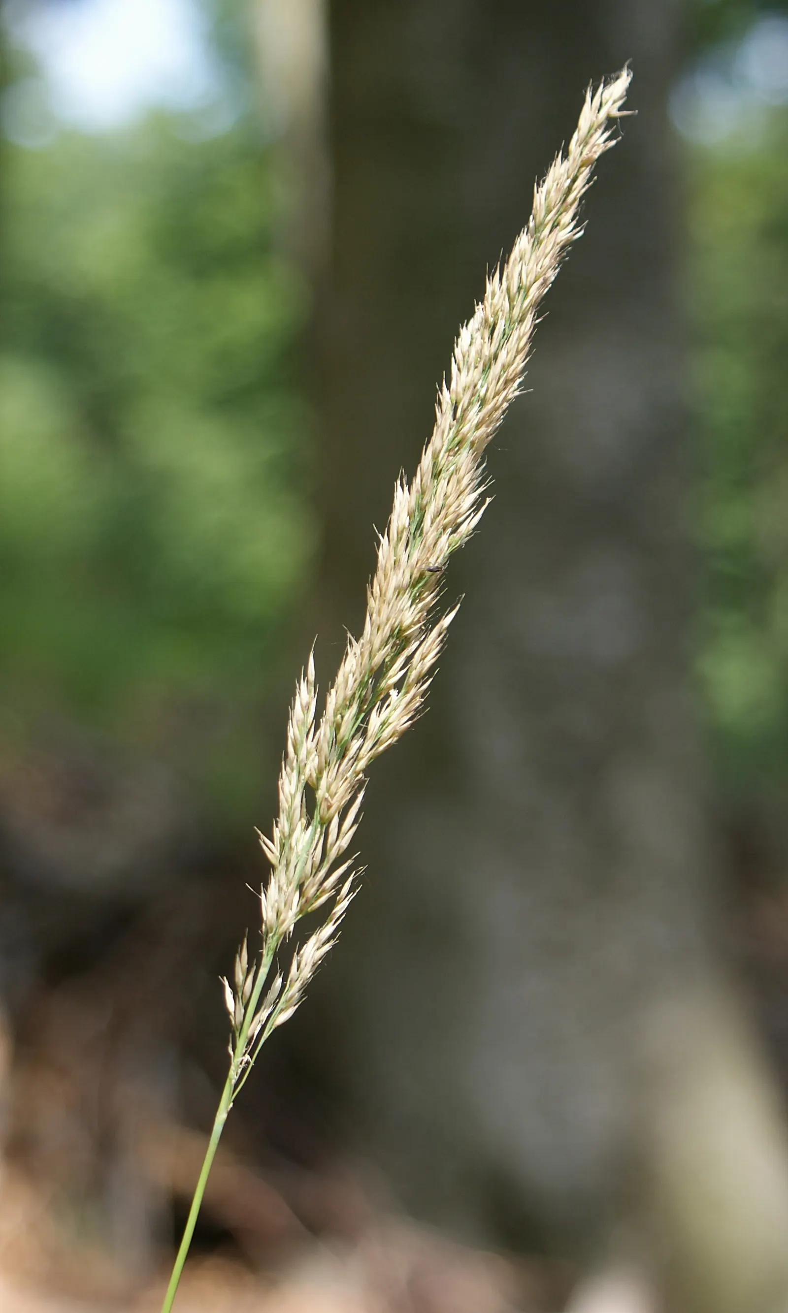 Korean Feather Grass (Calamagrostis Brachytricha) — scientifically named Calamagrostis brachytricha; demonstrating a preference for moist