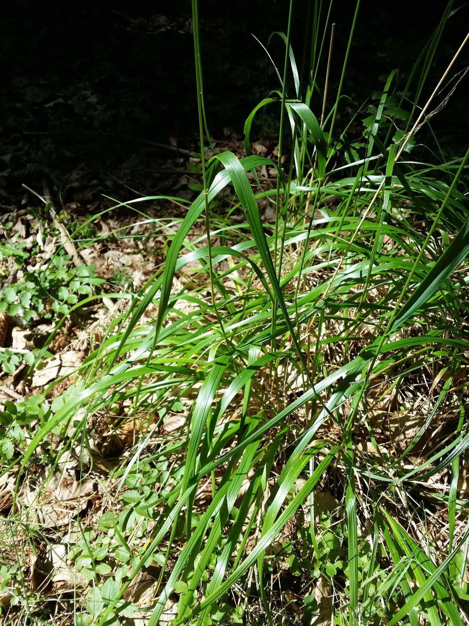 Korean Feather Grass (Calamagrostis Brachytricha) — Korean Feather Grass thrives in full sun to partial shade