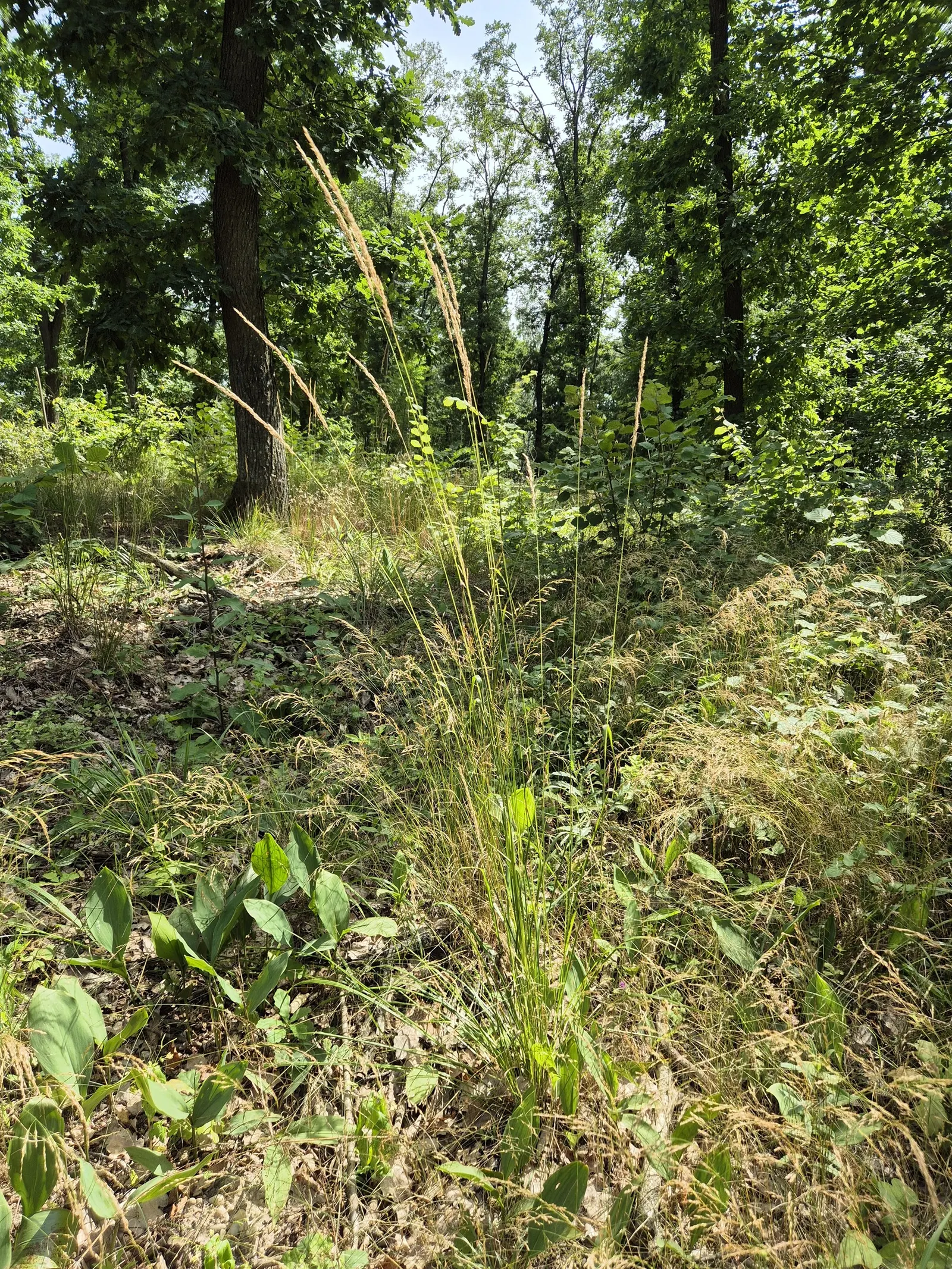 Korean Feather Grass (Calamagrostis Brachytricha) — is a perennial ornamental grass that brings an elegant and graceful touch to any landscape design; grass