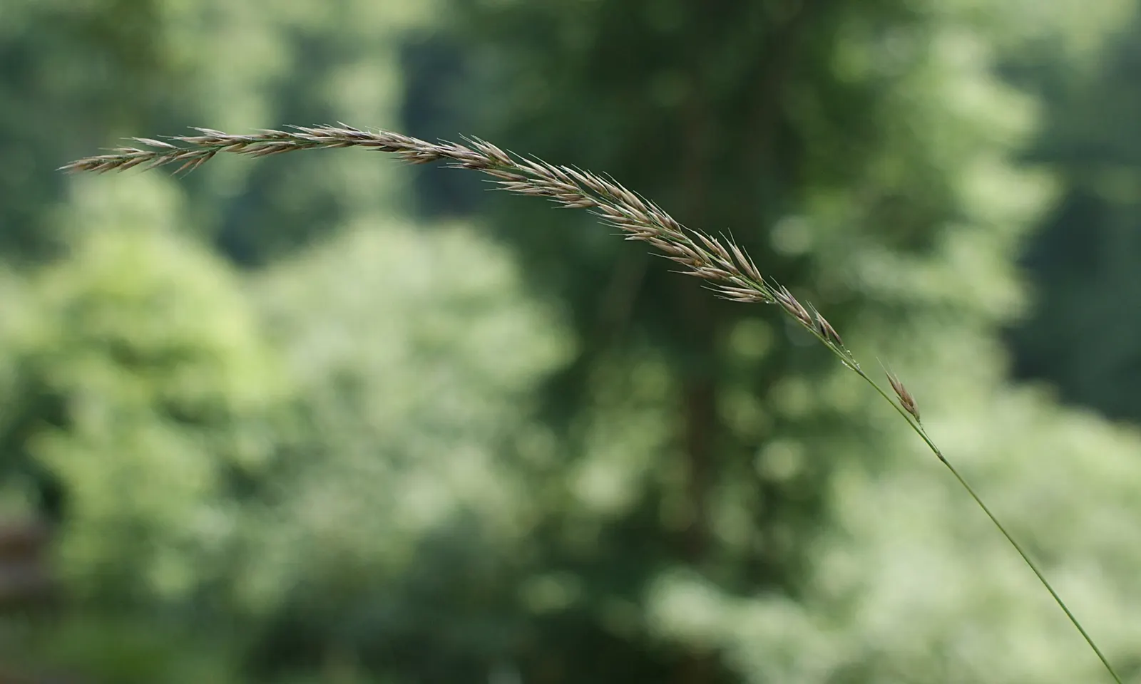 Korean Feather Grass (Calamagrostis Brachytricha) — pink flowers in the garden