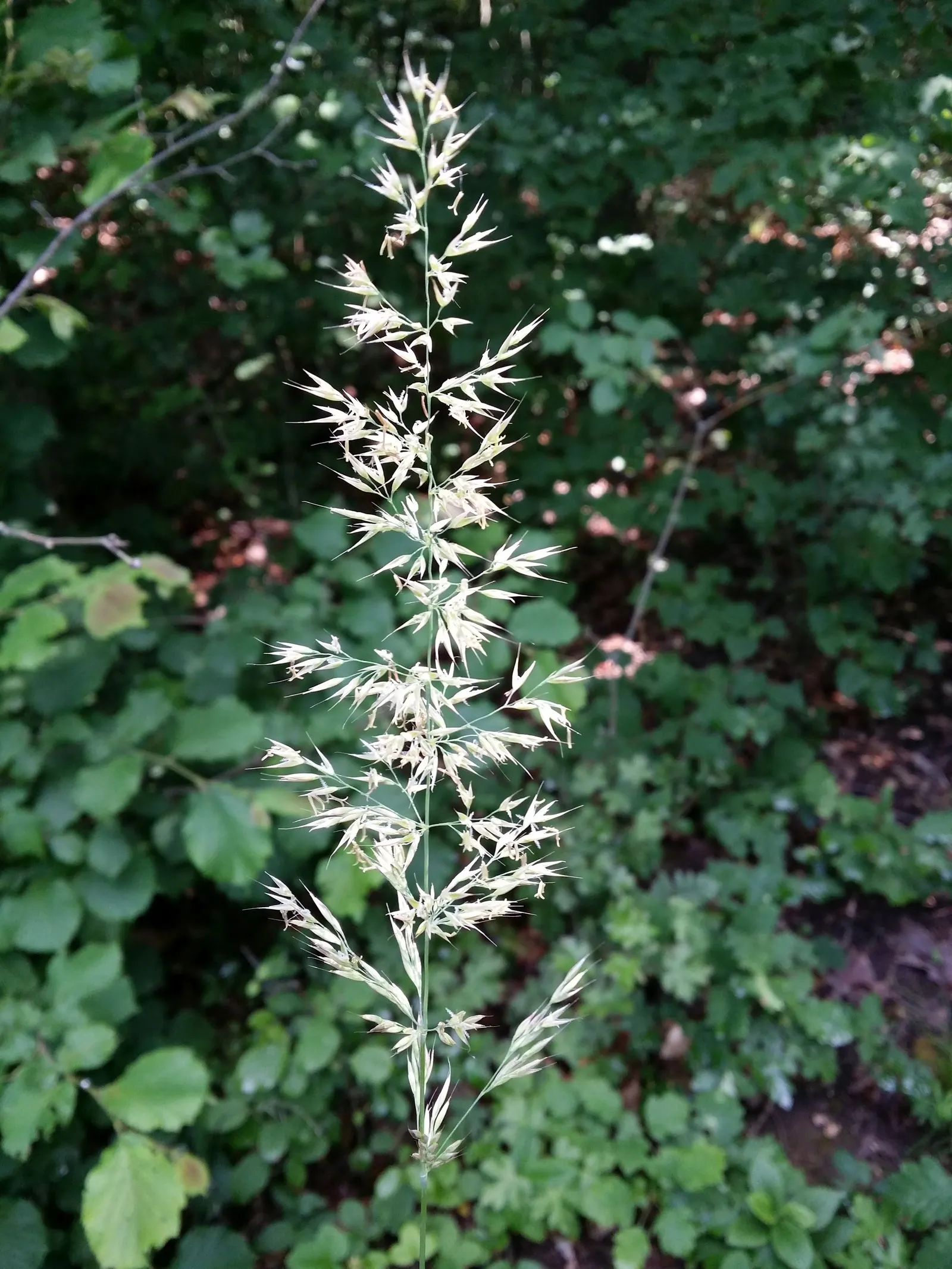 Korean Feather Grass (Calamagrostis Brachytricha) — This clump-forming grass typically reaches heights between 3 and 4 feet; is a perennial ornamental grass