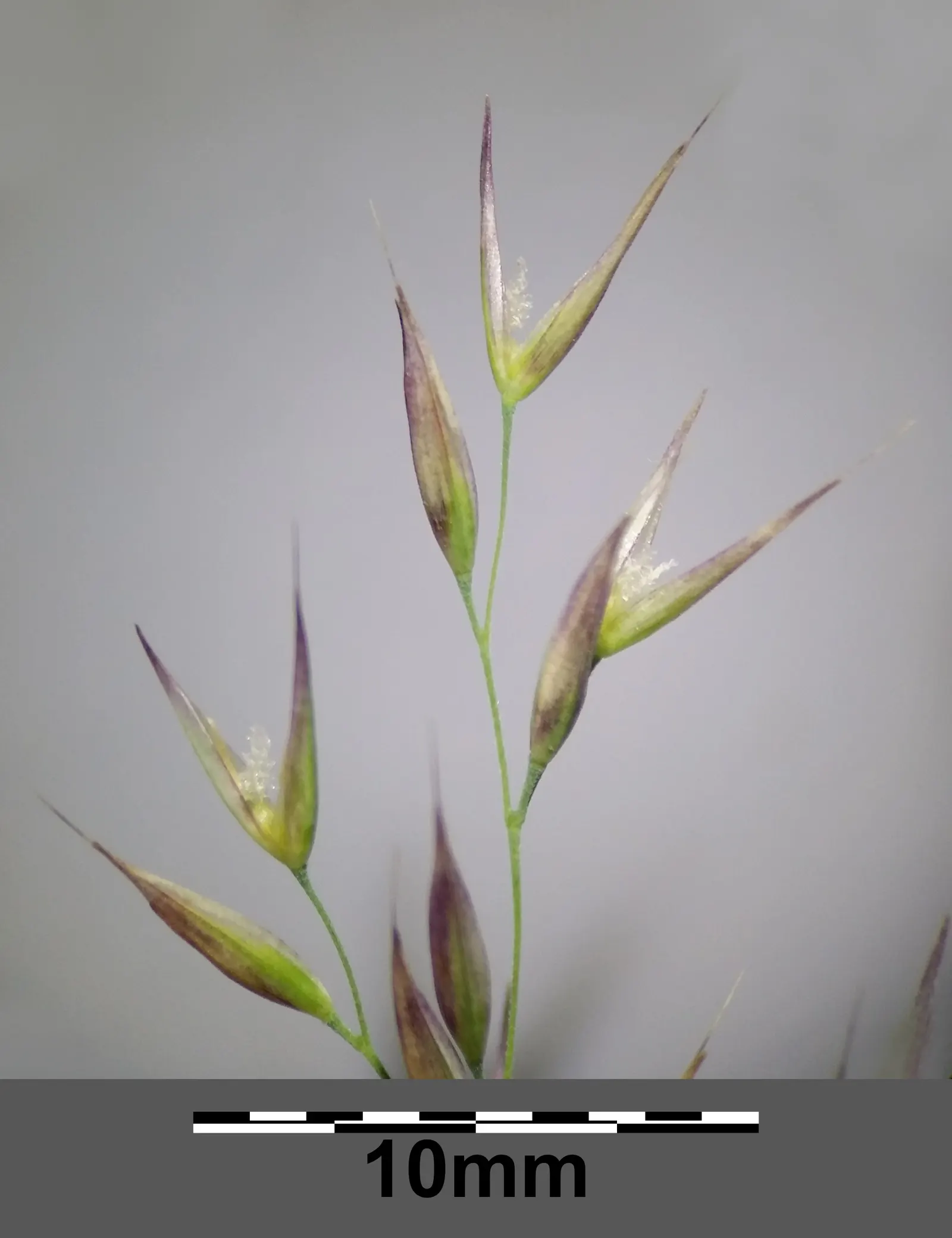 Korean Feather Grass (Calamagrostis Brachytricha) — grass with pink blooms