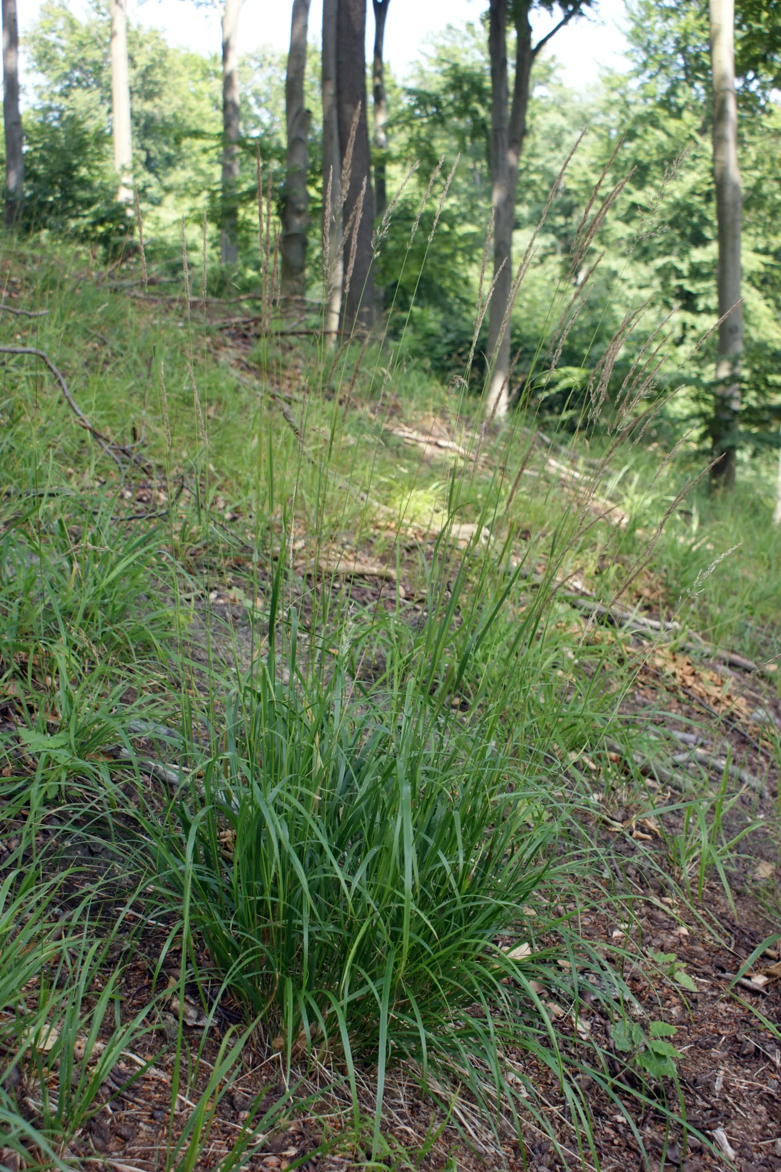 Korean Feather Grass (Calamagrostis Brachytricha) — This clump-forming grass typically reaches heights between 3 and 4 feet; is a perennial, image 47