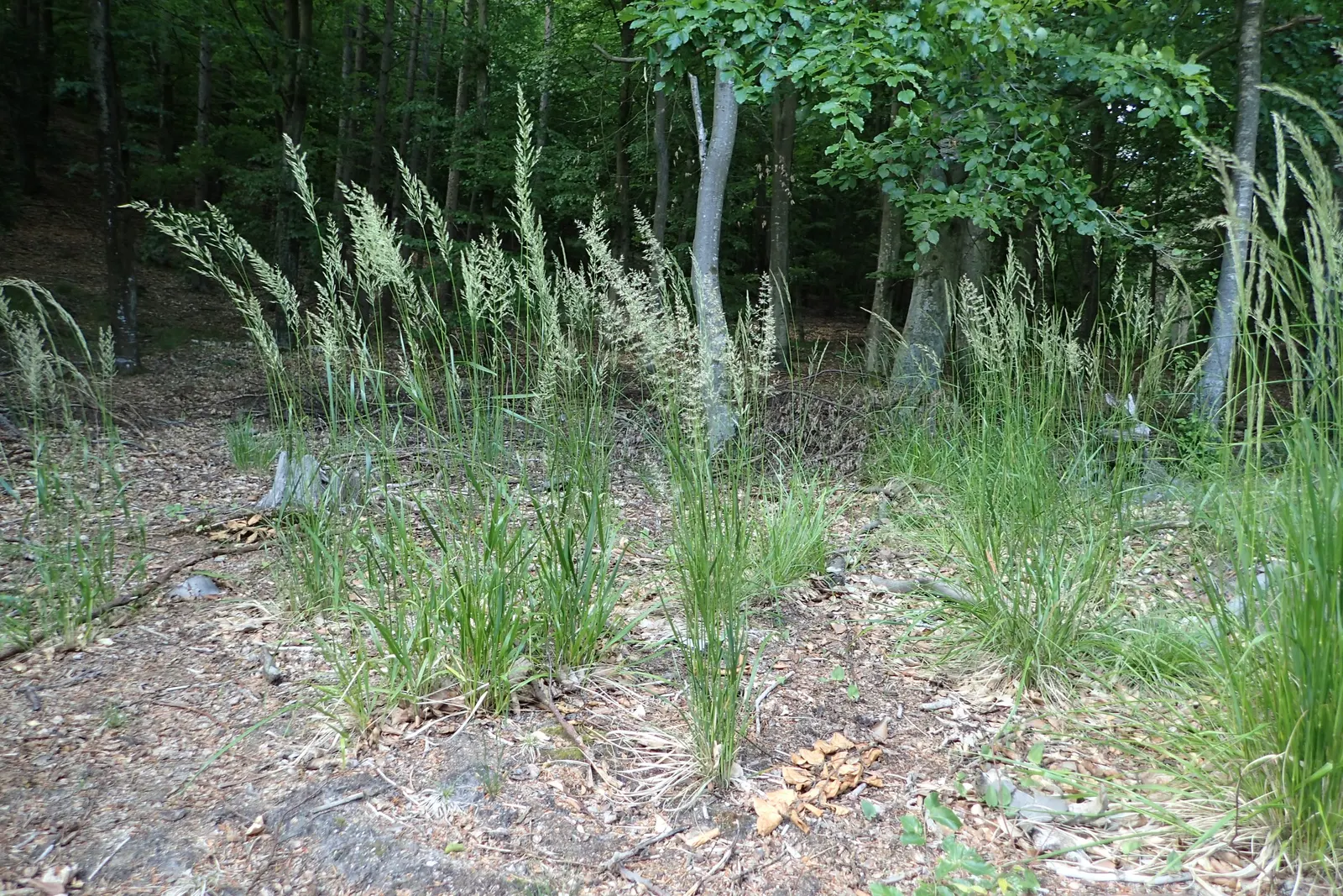 Korean Feather Grass (Calamagrostis Brachytricha) — demonstrating a preference for moist; thriving in USDA zones 4-9, it reaches up to 4 feet tall and 2 feet