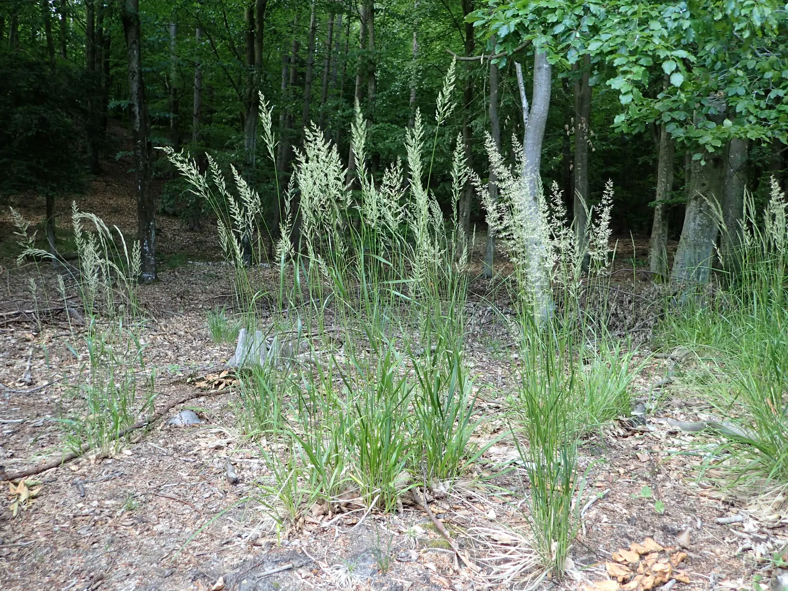 Korean Feather Grass (Calamagrostis Brachytricha) — In autumn, its foliage turns golden, adding seasonal interest; pink flowers in the garden, image 43