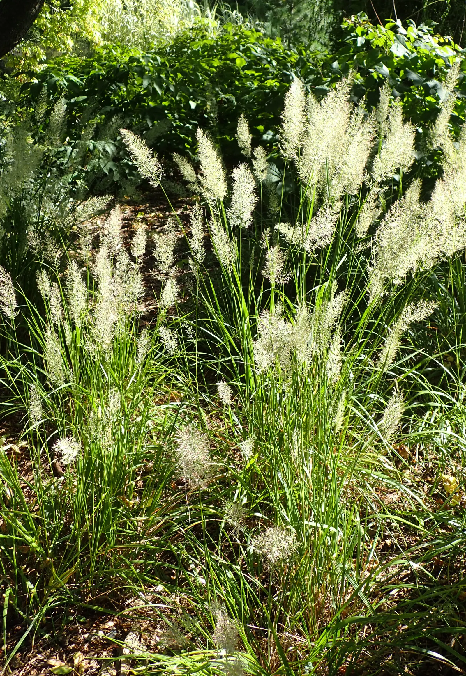 Korean Feather Grass (Calamagrostis Brachytricha) — is a perennial ornamental grass that brings an elegant and graceful touch to any landscape, image 46