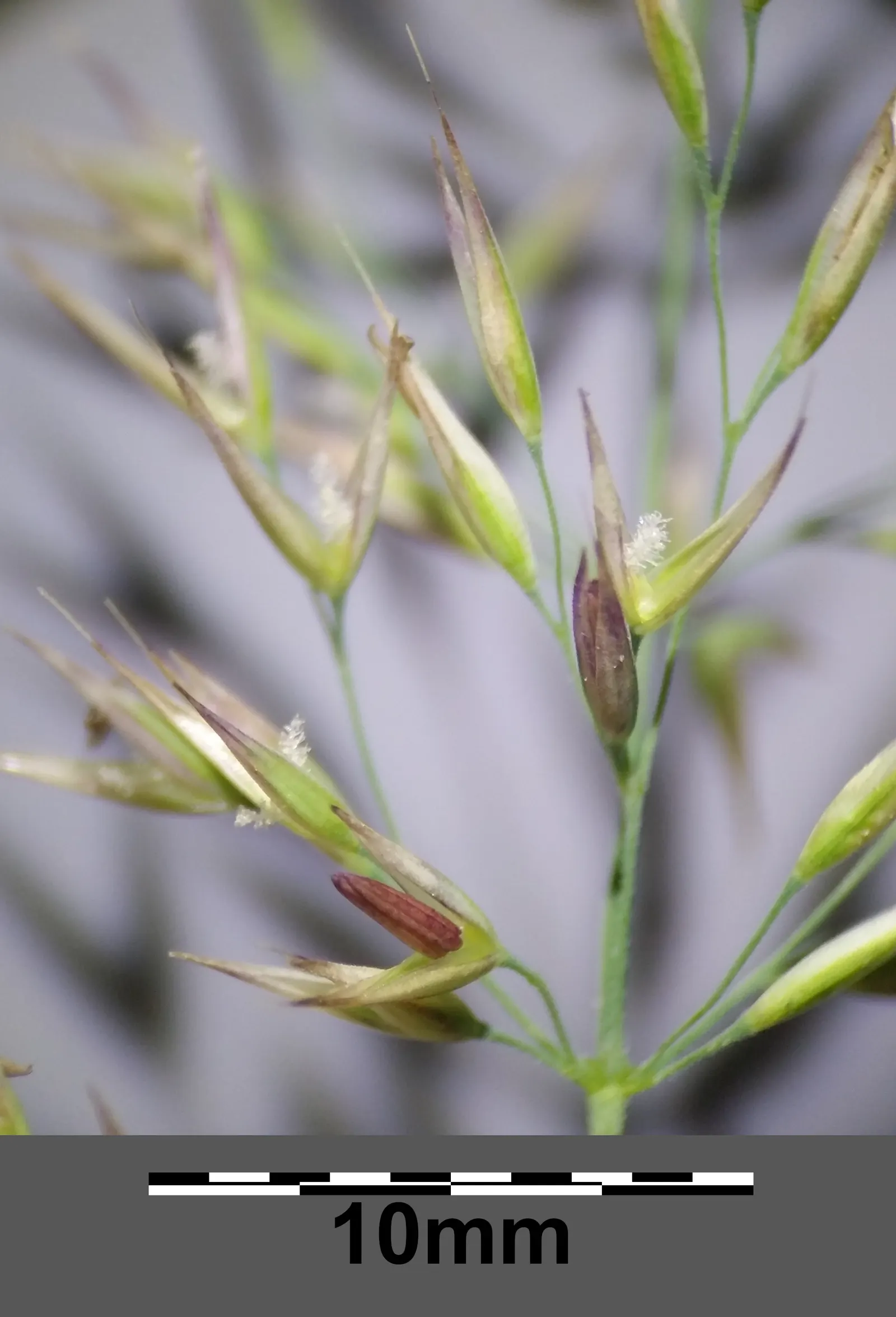 Korean Feather Grass (Calamagrostis Brachytricha) — cutting back the foliage in early spring promotes fresh growth and maintains its tidy form